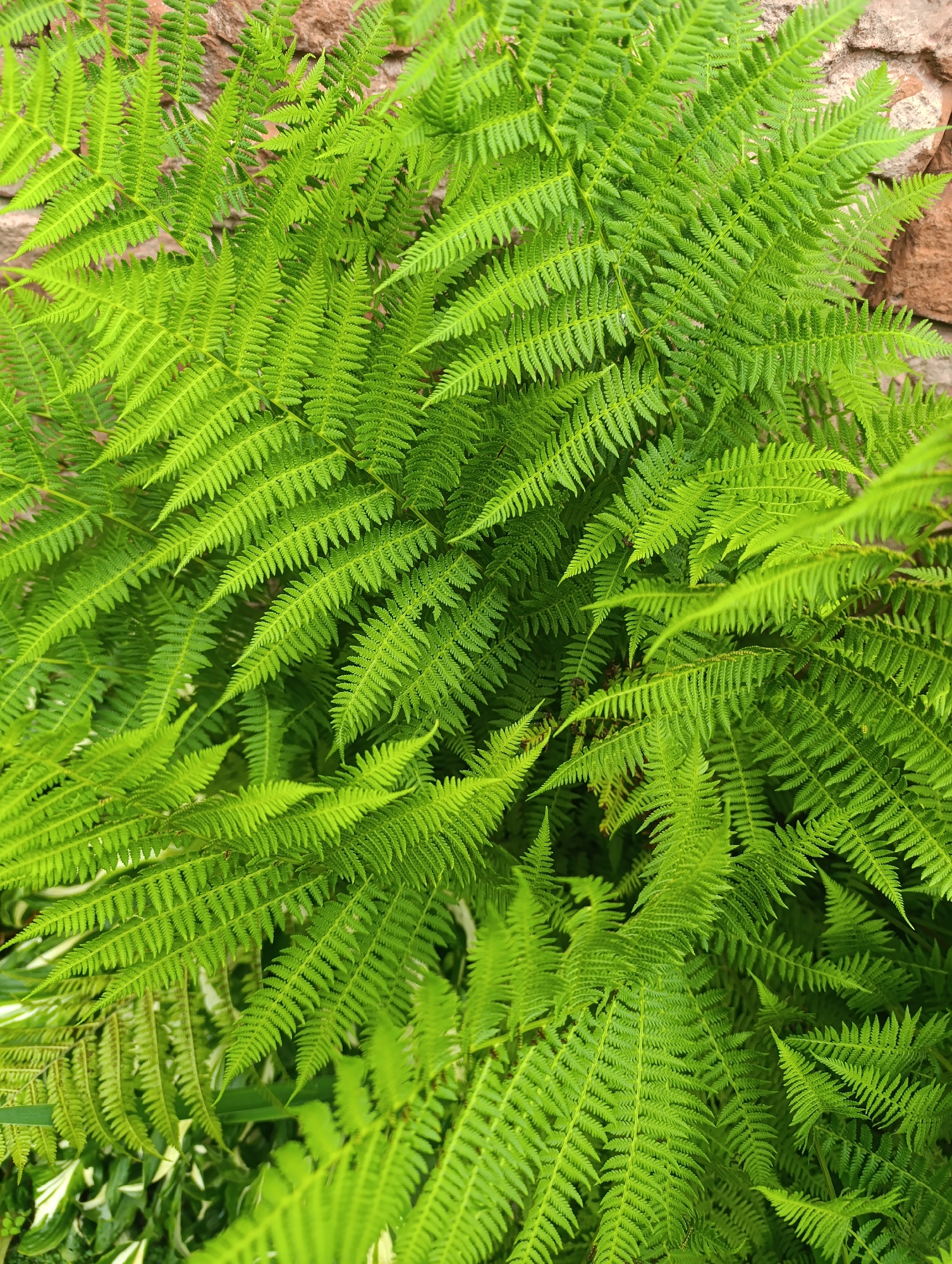 A close-up, overhead view of vibrant green fern fronds filling the frame. The fronds are densely packed and fanned out, with intricate, feathery leaves. In the upper right and extending to the left edge, portions of a reddish-brown brick wall are visible, suggesting the ferns are growing adjacent to a structure. The lighting is natural, highlighting the texture and varying shades of green within the foliage. No people or animals are present in the image. The scene is likely an outdoor garden or natural setting within the city of Artyom, Russia, given the implied context.
