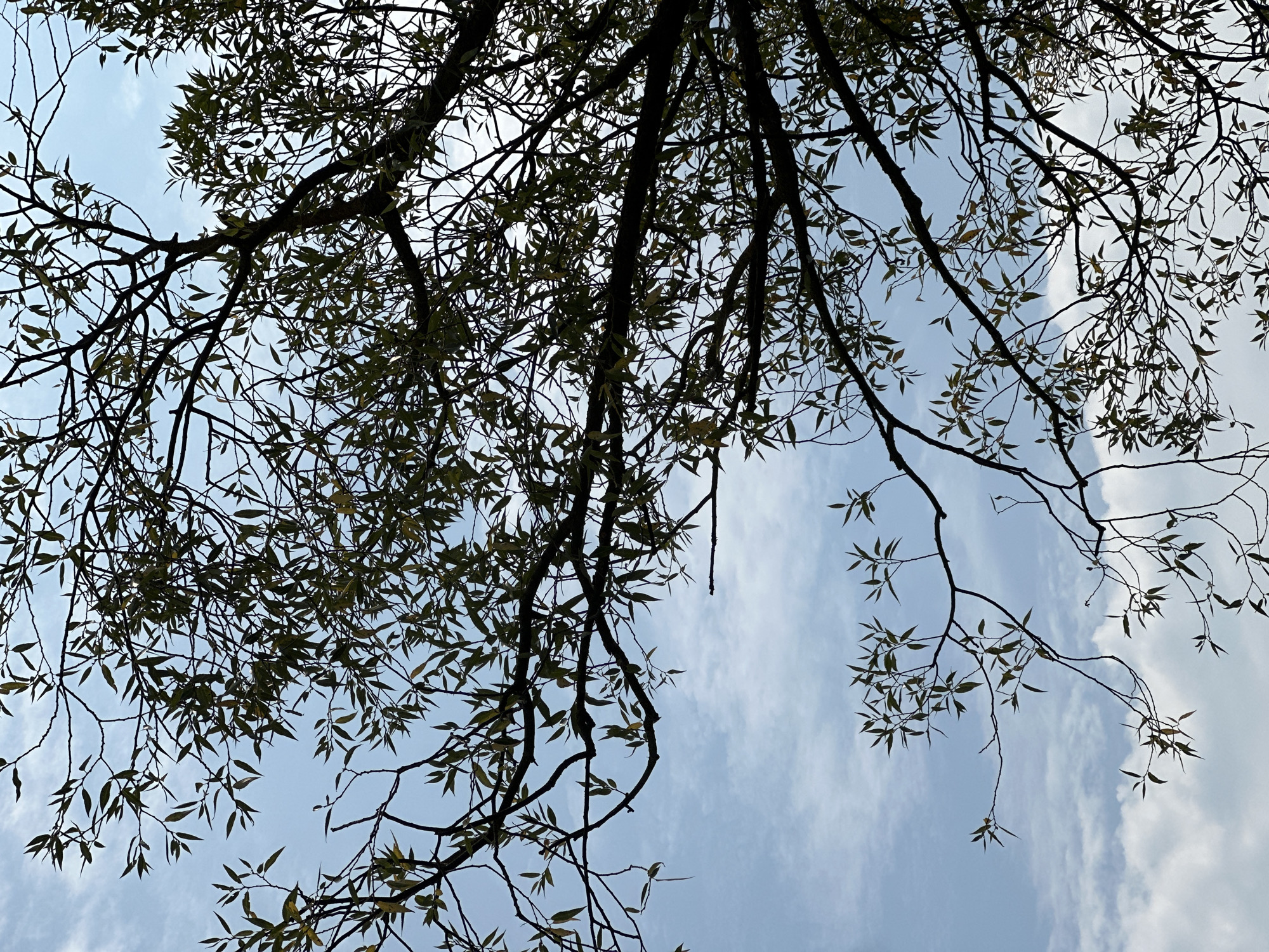 This is a vertical, low-angle shot looking up through the branches and leaves of a willow tree against a partially cloudy blue sky. The branches are dark and silhouetted, with a scattering of green leaves that appear to be thin and elongated. Some leaves are tinged with yellow, suggesting it may be autumn. The sky is a light blue with wispy white clouds. The image was taken in Makiv, Ukraine. There are no people or specific actions depicted; the scene focuses on the natural elements of the tree and sky.