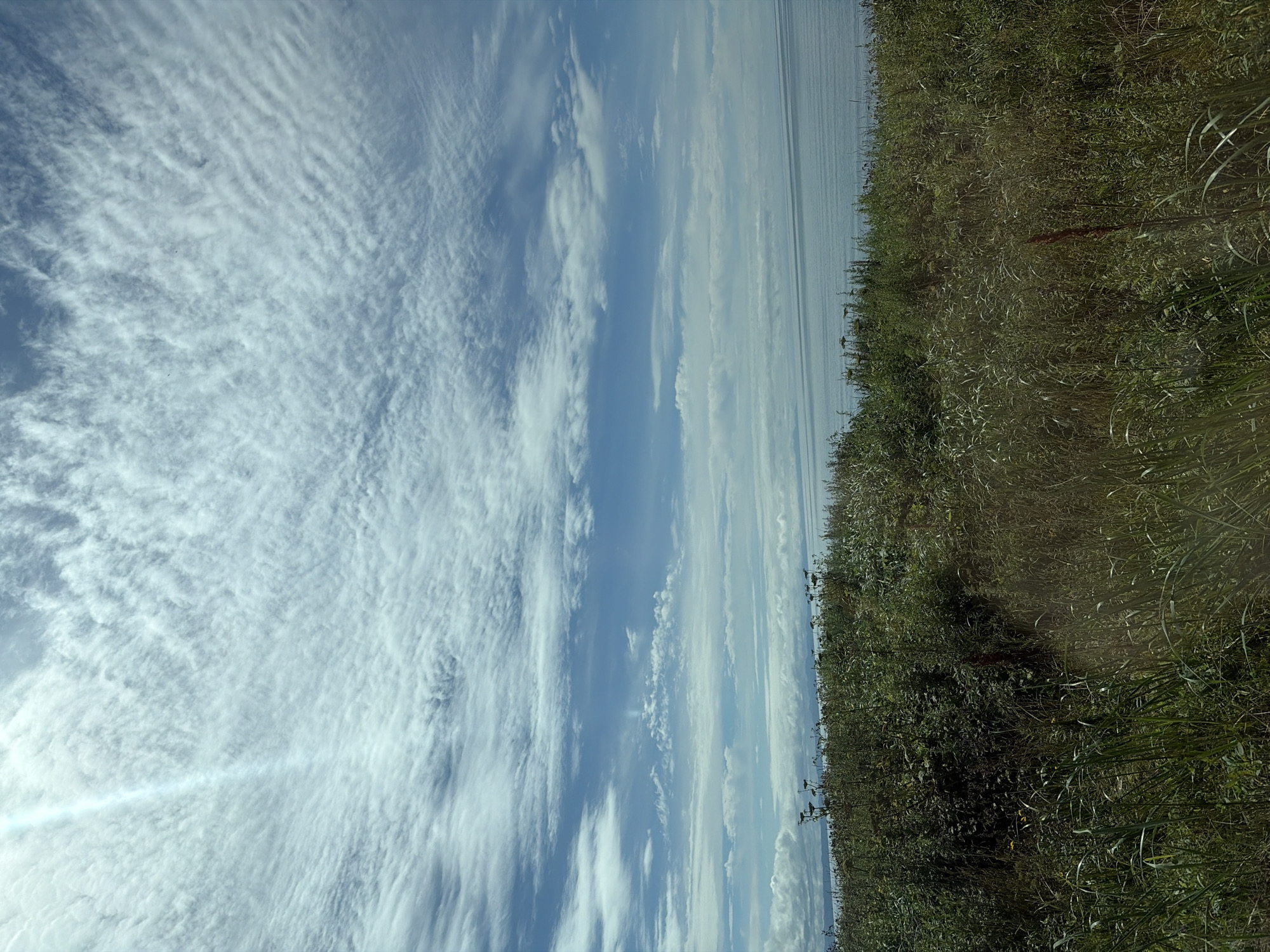 This is a photograph of a coastal landscape with a wide expanse of sky. The sky is filled with a pattern of thin, wispy clouds that appear textured and somewhat rippled, with a brighter, more intense light ray emanating from the upper left quadrant. Below the sky, the ocean stretches horizontally, appearing calm and reflecting the muted light. The foreground is dominated by a dense field of tall, wild grasses and various green plants, some of which have dried seed heads. The vegetation is lush and varied in height and texture, creating a natural, untamed environment. In the distance, along the horizon where the sea meets the sky, faint outlines of landforms or mountains are visible. The overall impression is one of a natural, possibly remote, coastal scene under a dynamic sky. Based on the available information, it is not possible to determine if this location is within the city of Ozyorskiy, Russia.