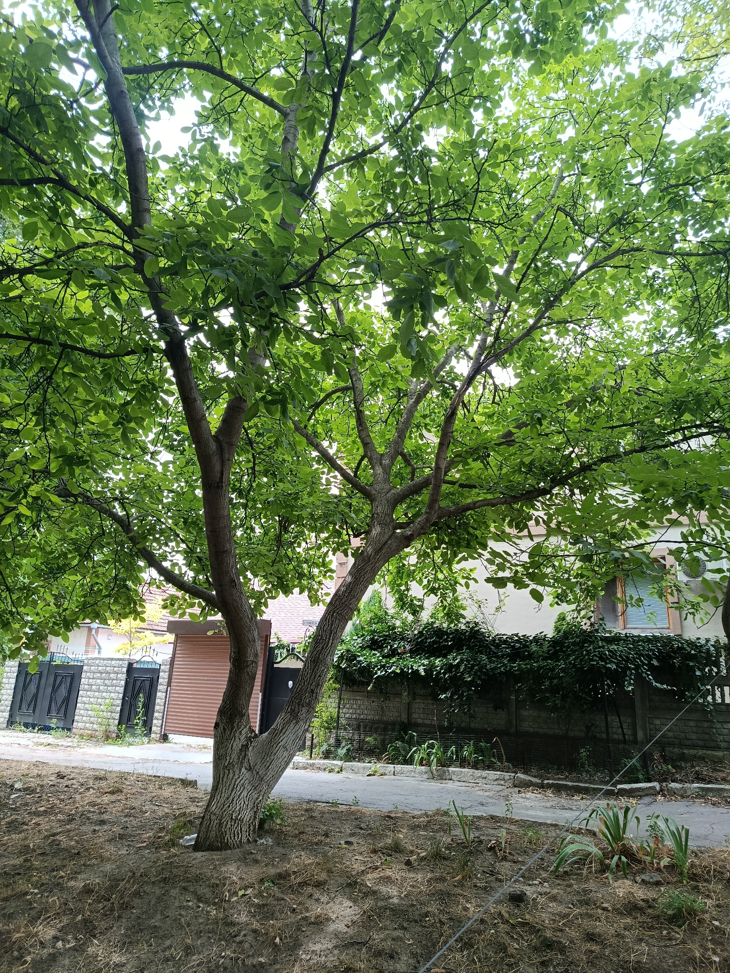 The image captures a tree with lush green leaves, its branches spreading widely, in an outdoor setting. In the background, a building with a white facade is visible, featuring a window with blinds and an air conditioning unit attached to the exterior wall. Adjacent to the building is a stone fence covered with dense green ivy, and beyond that, a metal fence with a gate. To the left of the building, a smaller structure with a brown rolling door and a black gate is situated. The ground in the foreground is covered with dry grass and dirt, with a paved pathway running alongside. A thin wire is stretched across the lower right portion of the image. The scene suggests a residential area in Chișinău, Moldova, likely a street or a yard. No people are present in the image.