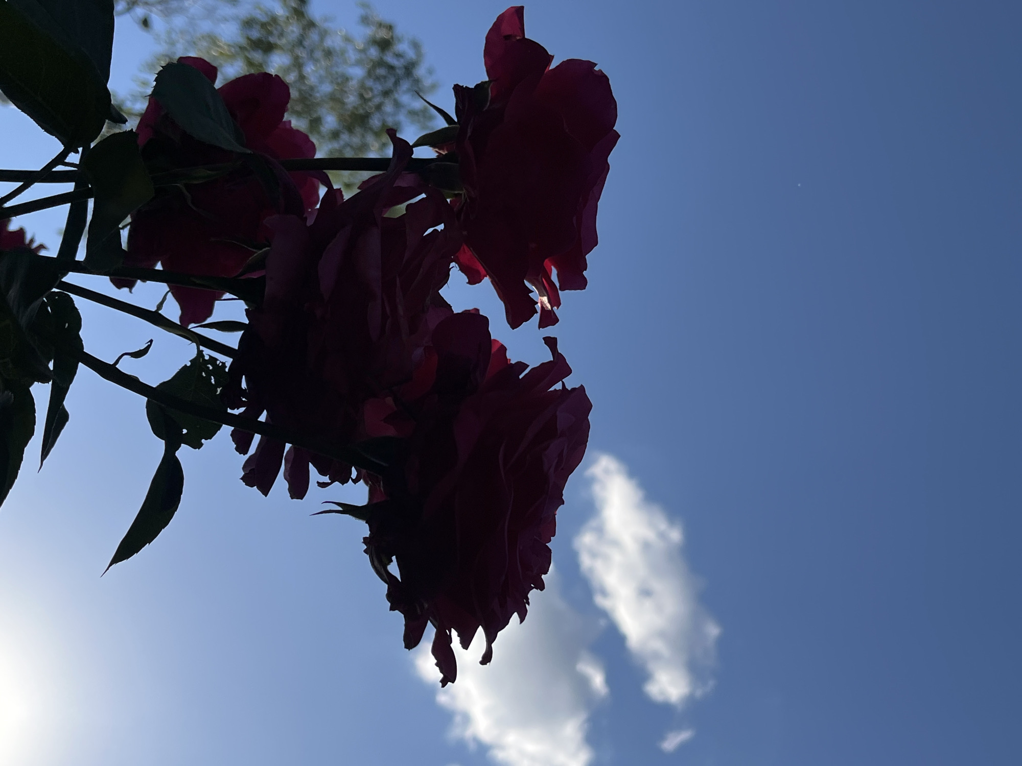 A low-angle shot captures a cluster of dark red roses silhouetted against a clear blue sky. The roses are in focus, with their petals appearing dark and slightly translucent due to the backlighting. Some of the petals have ruffled edges, and the stems and leaves are also visible in silhouette. A few wispy white clouds are present in the upper right quadrant of the sky. A faint, small white speck, possibly a distant bird or a celestial body, is visible in the upper left quadrant. The background also shows a blurred green shape, suggesting foliage from a tree or shrub. The scene appears to be outdoors, with the sun positioned behind the roses, creating the silhouette effect. The image does not contain any people or depict any specific actions or interactions. The overall impression is a serene and natural setting. The location in Novopokrovskaya, Russia, cannot be determined from the visual information alone.