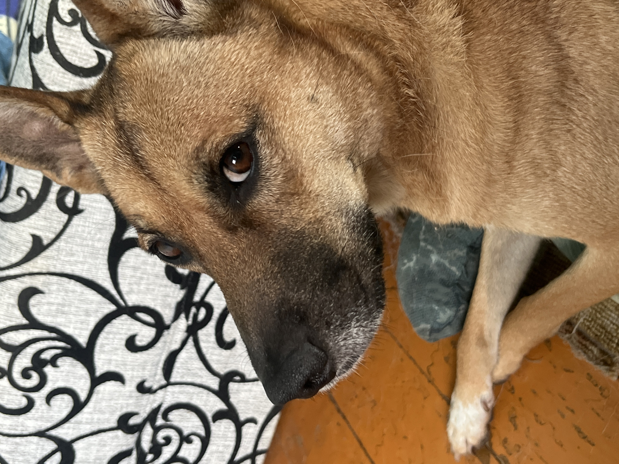 The image shows a close-up of a brown dog lying down on an orange-colored surface, likely a floor or rug. The dog is looking to the left of the frame with its right eye visible. Its nose is black and appears to be wet. The background features a fabric with a black and white swirling pattern. The dog's paws are visible in the lower left corner, one of which is white-tipped. A grey cushion is partially visible behind the dog. The image does not contain any information about the city of Nizhny Tagil, Russia.