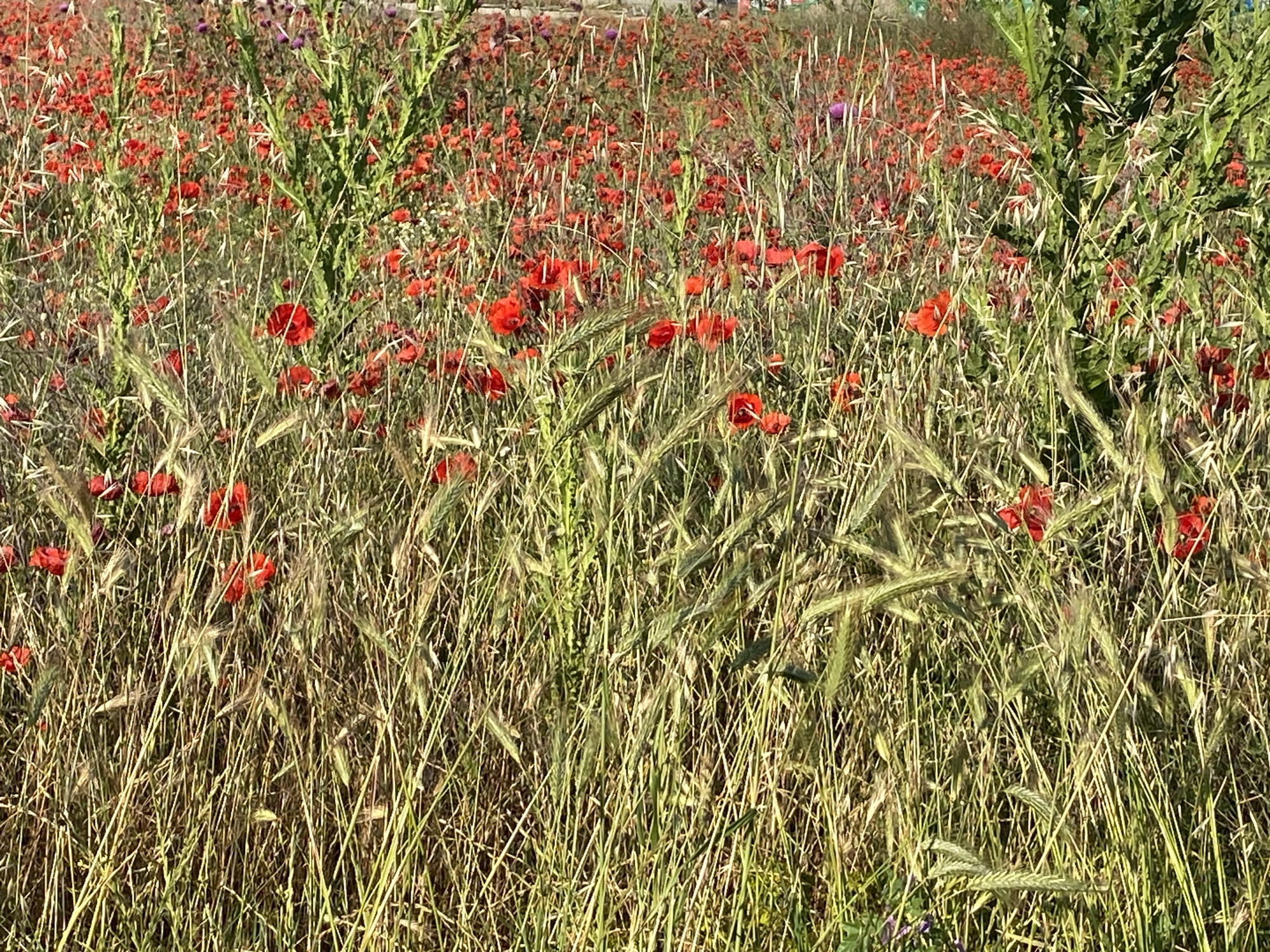 The image depicts a dense field of predominantly red common poppies (Papaver rhoeas) and various green and golden-brown grasses under natural sunlight in the city of Belo Pole, Bulgaria. The foreground is filled with a thick, interwoven mass of tall, slender grass stalks, some appearing green and vibrant, others more dried and golden, mixed with broader green leaves and prominent seed heads. Numerous individual red poppy blooms are scattered throughout this dense vegetation, with a higher concentration visible in the mid-ground, forming a vibrant red expanse. Taller, more substantial green plants, possibly thistles or large weeds, rise vertically from the field, particularly on the left and right sides of the frame. In the upper background, the field continues with a blur of red poppies and green foliage, with subtle hints of purple flowers appearing among the distant vegetation. The lighting suggests direct sunlight, illuminating the poppy petals and creating highlights on the grass stalks. No people, specific objects, or actions are discernible within the natural landscape.