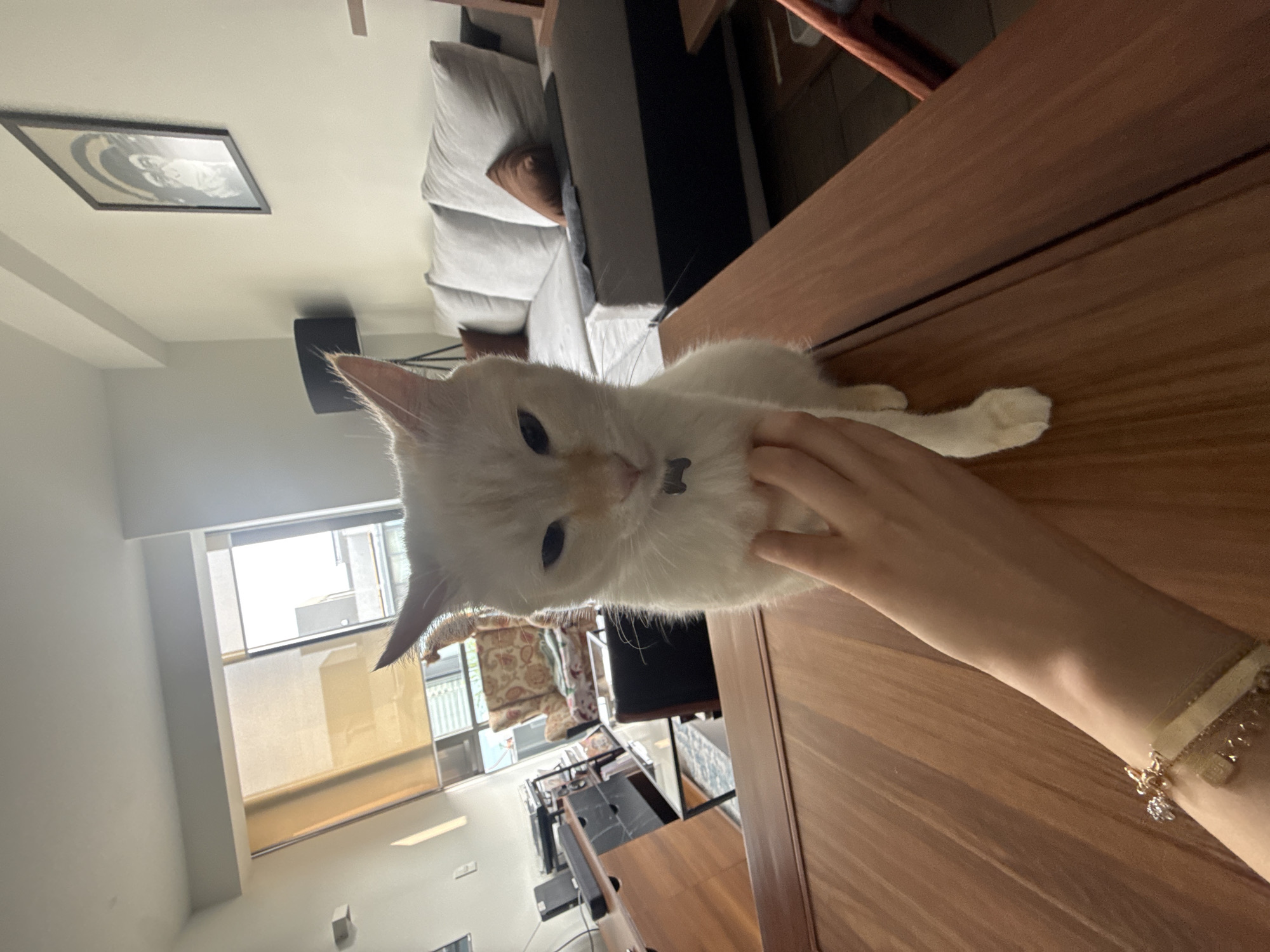 A pale-skinned hand, adorned with a gold-tone bracelet with charms, is seen stroking a light-colored cat with blue eyes. The cat is resting on a wooden table. The background shows a room interior with a sofa and a window. Beyond the window are building exteriors. Based on the building style, this photograph was most likely taken in Mexico City, Mexico.