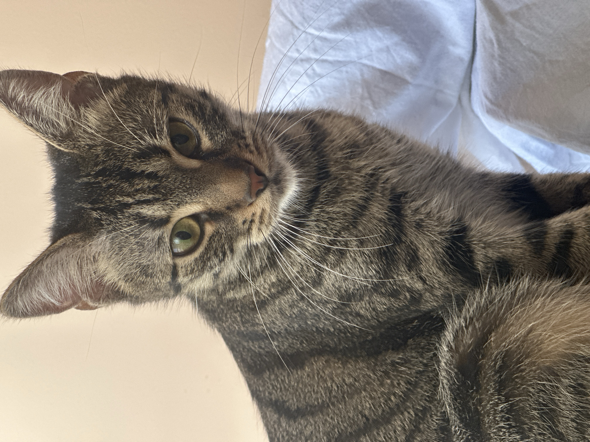 A close-up shot shows a tabby cat with green eyes sitting on a white, wrinkled sheet. The cat's fur is a mix of brown, black, and grey stripes. Its ears are pointed upwards, and its gaze is directed slightly downwards and to the left. The background is a plain, light-colored wall. There is no indication of the cat's location in Sofia, Bulgaria.