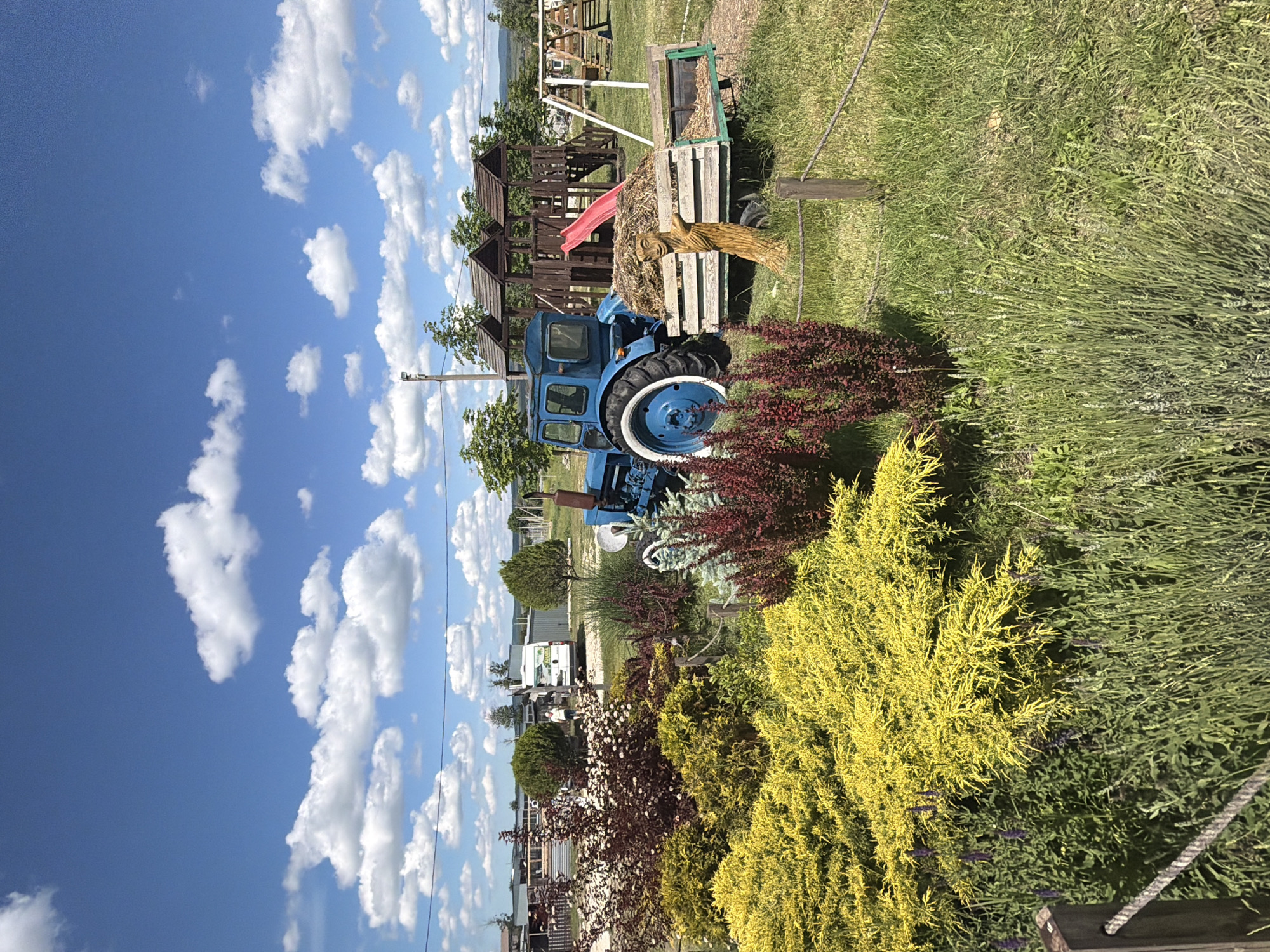 This image captures a vibrant, sunny outdoor scene in Gay-Kodzor, Russia, featuring a blend of rustic charm and recreational elements. The time of day appears to be mid-day, characterized by bright sunlight and a clear blue sky adorned with scattered, fluffy white cumulus clouds.
In the foreground and midground, a prominent vintage-style blue tractor with white wheel rims and black tires stands on green grass. Immediately next to the tractor, a wooden trailer or wagon is filled with hay or straw, and a carved wooden figure, possibly a scarecrow or totem, is placed on the trailer. Behind this agricultural display, a multi-tiered wooden playground structure with a distinct red slide is visible, suggesting a family-friendly or recreational area.
The landscape is rich with diverse foliage. In the immediate foreground on the right, a bright yellow-green bushy plant creates a striking contrast with a dark red/burgundy thorny bush positioned near the tractor's front wheel. Further to the right, a dense mass of green, narrow-leaved shrubbery is present. The ground throughout the visible area is covered in green grass. In the background, additional green trees and bushes are scattered, and glimpses of distant structures, including what appears to be a white utility van and other buildings, can be seen. A utility pole with wires is also visible. A simple rope fence runs along the bottom right edge of the frame.
No people are present in the image, and no specific activity is taking place; the scene appears to be a static, well-maintained outdoor display. The overall atmosphere is pleasant and inviting, evoking a sense of rural leisure. There is no discernible text visible within the image.
