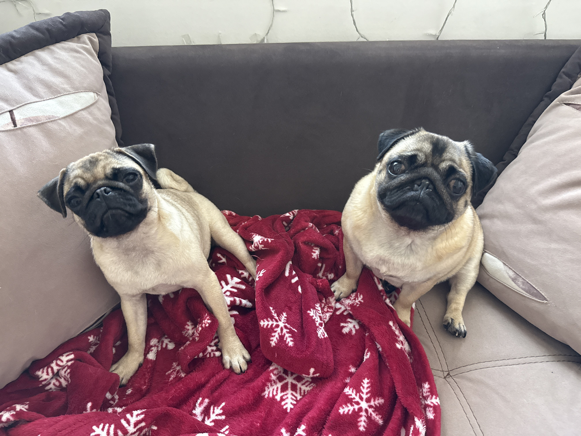 Two fawn-colored pugs are sitting on a couch with a red blanket with white snowflakes. The pug on the left is facing the camera with its head tilted slightly. The pug on the right is also facing the camera, sitting upright. The couch is brown and a light beige pillow is visible on the left. The background is a plain white wall with some string lights.