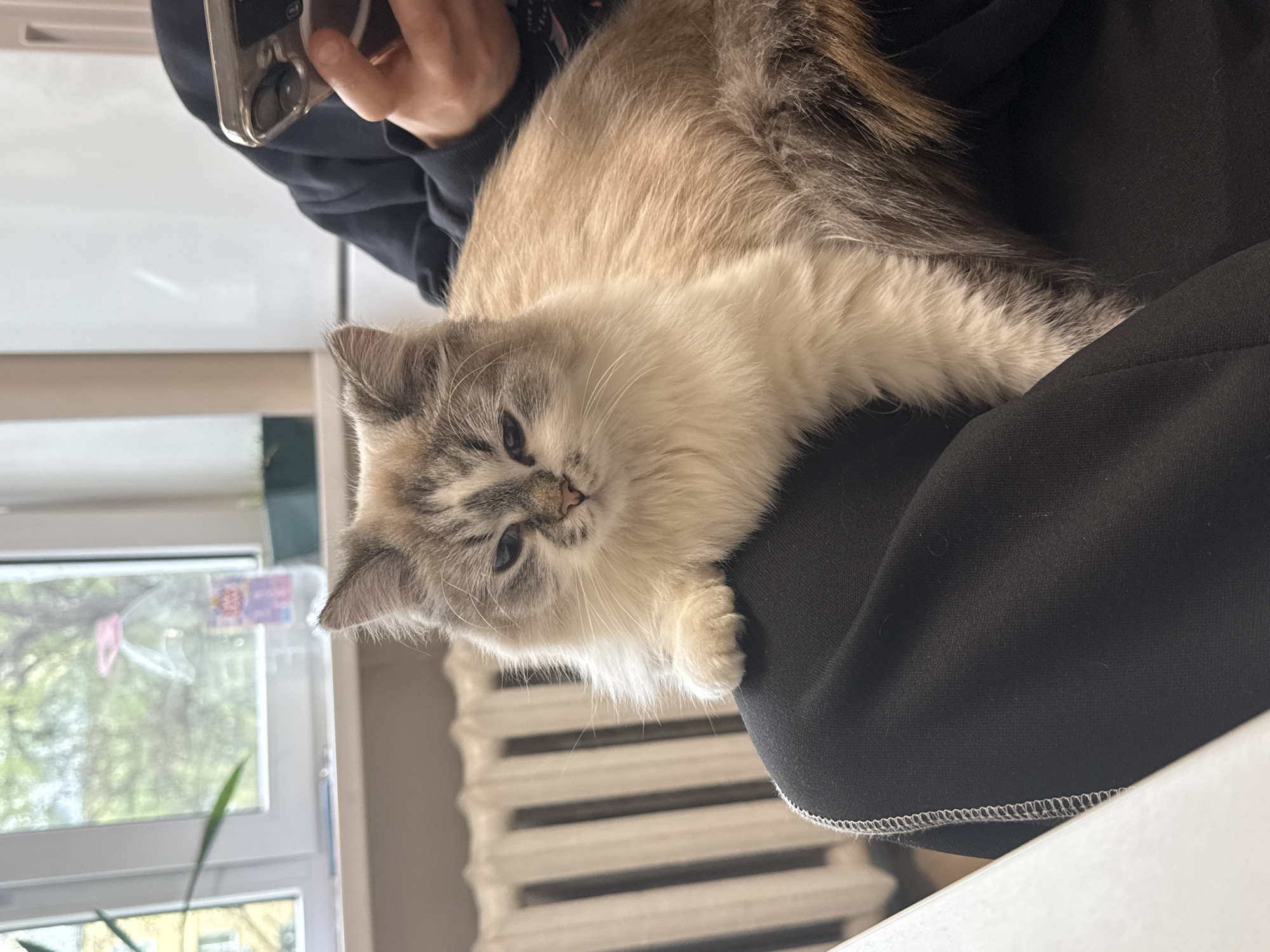 An indoor, daytime scene shows a fluffy, cream, tan, and gray cat resting comfortably on a person's lap. The cat, with striking blue eyes and lighter fur on its face and chest, is looking directly at the viewer with a calm and relaxed expression. Its paws and part of its body are visible on a dark, likely black, fabric surface belonging to the person's clothing (a hoodie or sweater).
The person is mostly out of frame, but their right hand is visible in the upper left corner, holding a silver-colored smartphone with a visible camera lens. In the background, a white window frame with multiple panes allows natural light into the room. Outside the window, blurry green foliage, likely trees, indicates an outdoor view. Below the window, a white radiator with horizontal bars is partially visible. A small, colorful sticker is affixed to the window pane, but any text on it is unreadable. A hint of a green plant is also visible near the bottom left of the window. The overall atmosphere is peaceful and domestic, likely in a home in Rostov-on-Don, Russia, during daytime, possibly spring or summer given the green trees. No readable text is visible.