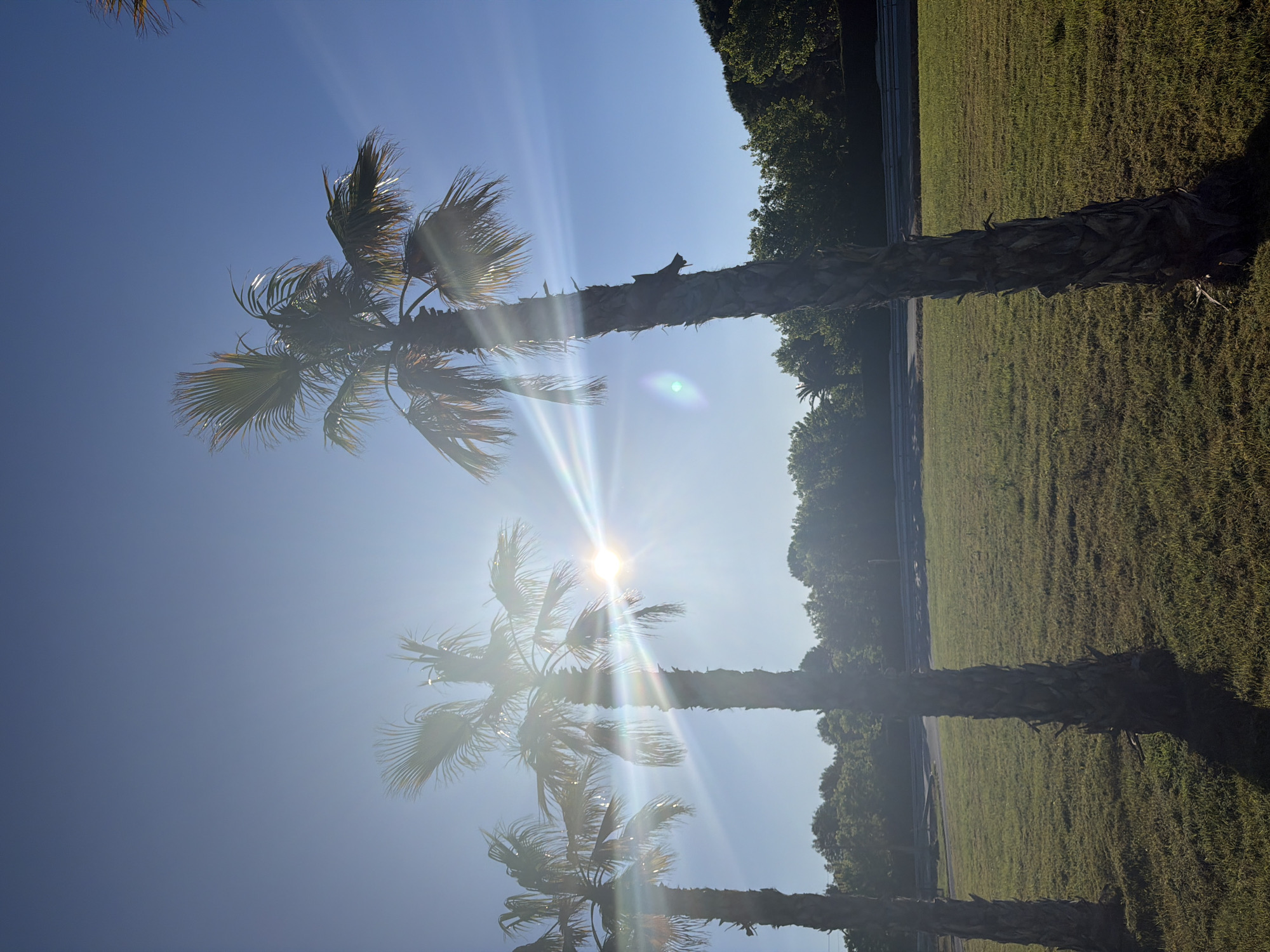 The image shows three palm trees under a bright blue sky in Mont-roig del Camp, Spain. The sun is positioned between the trees, creating lens flares. The trees are aligned in a row, with their trunks casting shadows on the adjacent grassy area. The background includes additional trees and possibly a road or pathway.