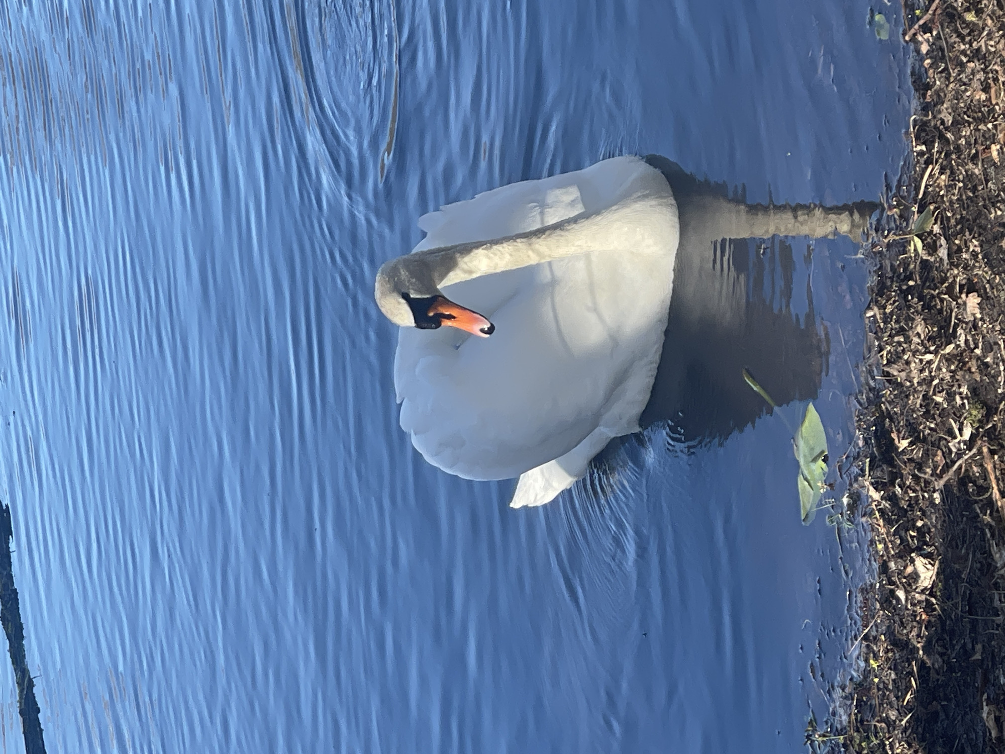 A swan is swimming in a body of water, likely a lake or pond. The swan is white with a long, curved neck and an orange and black beak. The water is blue and rippled, reflecting the sunlight. The edge of the water is lined with dark soil and vegetation. The location is unknown, but a determination of Berlin, Germany can't be made from the information.