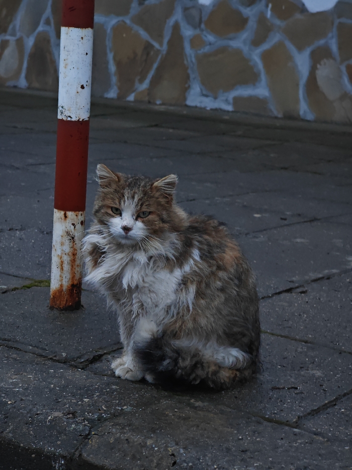 An adult, long-haired domestic cat with a calico coat, primarily white, brown, and grey/tabby, is seated on a damp, dark grey paved surface. The cat faces forward, looking directly at the viewer, its fur appearing somewhat unkempt. To the left of the animal, a vertical metal pole painted with alternating red and white stripes stands, showing significant rust and paint degradation. In the background, a wall composed of irregular, light-colored stone tiles with visible grout lines is visible. The scene is an outdoor urban environment, specifically a street or sidewalk in Shumen, Bulgaria, under ambient light.