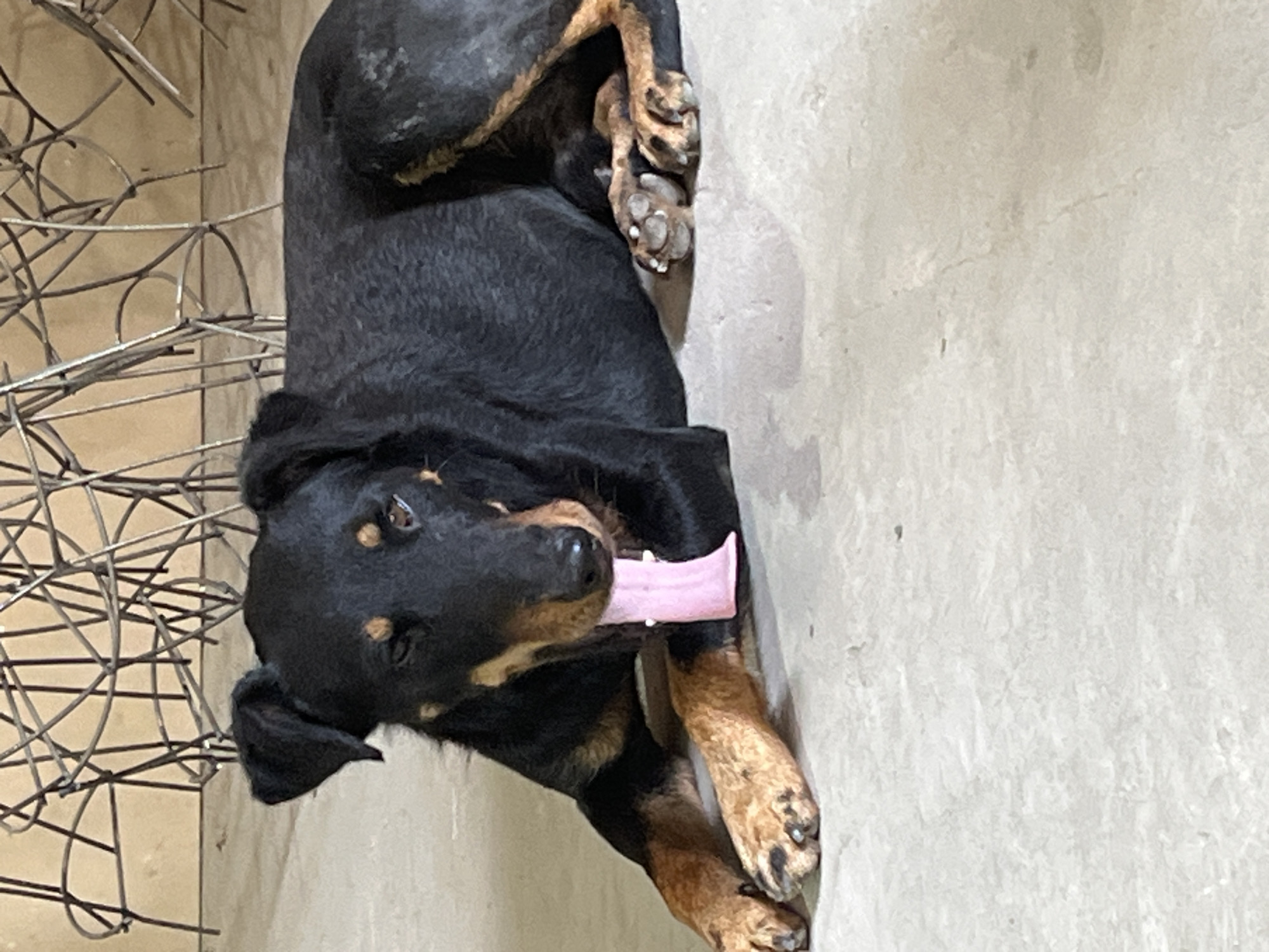 An adult black and tan German Pinscher lies on a concrete floor, with its pink tongue extended. The dog is facing the camera, with its head tilted slightly. In the background, a wire sculpture is visible against a light brown wall. The dog's front paws are extended forward, and its hind legs are tucked beneath its body. The dog appears to be resting or panting. The scene is indoors, in what appears to be a studio or exhibition space. There is no indication of the dog's location in Saratov, Russia.