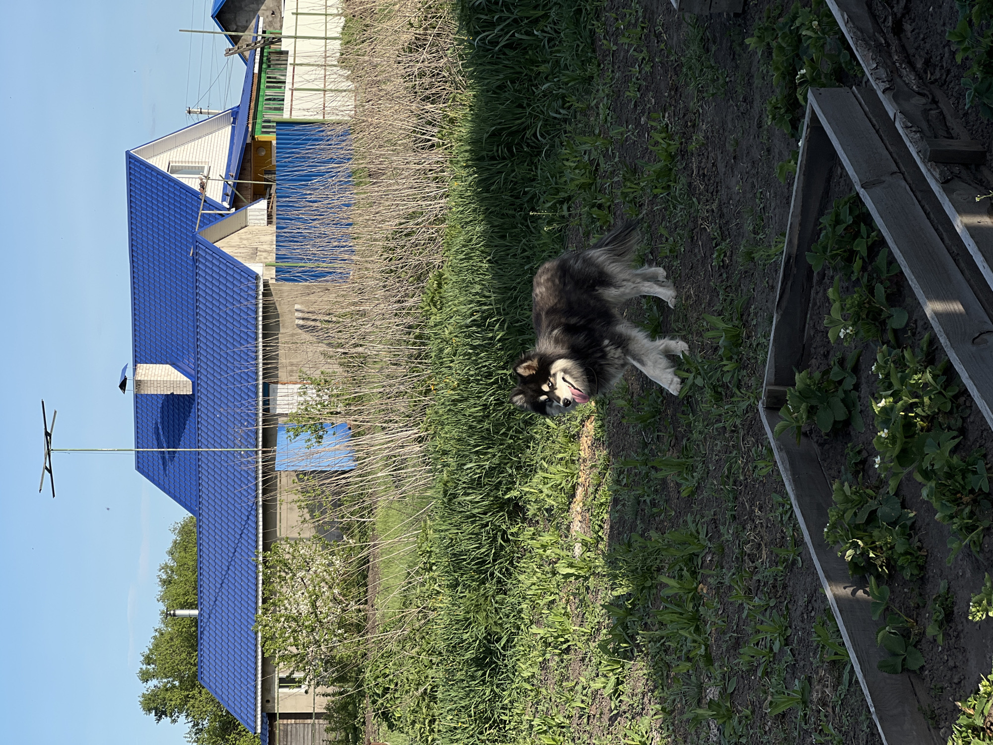 A dog with black and white fur stands in a grassy yard. A blue-roofed building is in the background. In the foreground is a wooden planter box with plants. The image was taken in Slobozia, Russia.