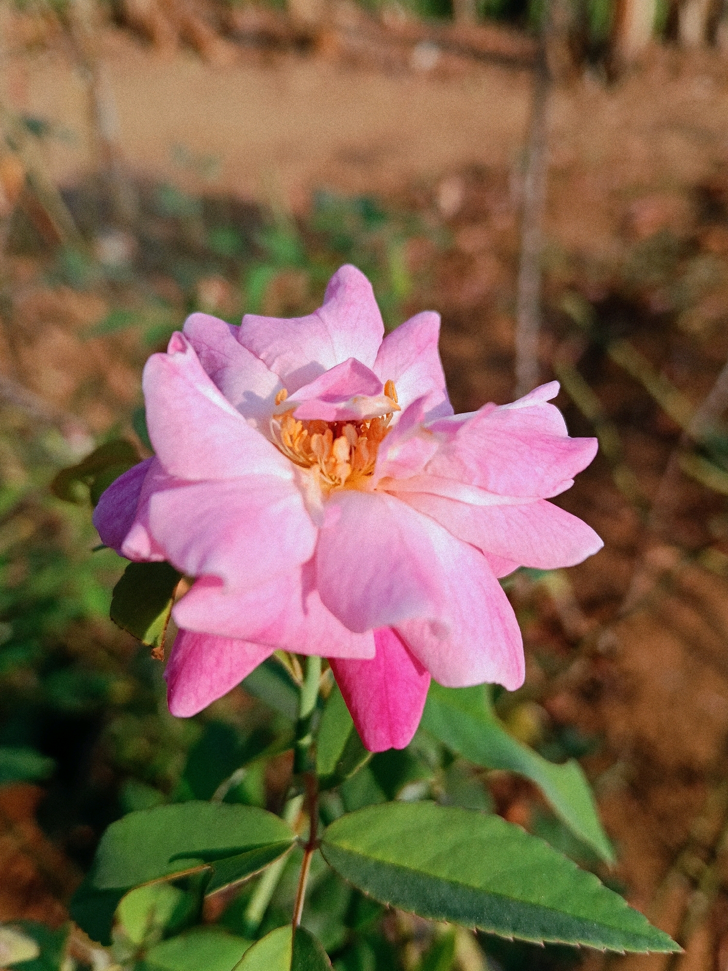 The image shows a close-up of a single pink rose in full bloom. The rose has multiple layers of petals, with the outer petals being a lighter shade of pink and the inner petals a deeper pink. The center of the rose features yellow stamens. The rose is attached to a green stem with several green leaves visible. The background is out of focus, with a blurry brown and green landscape that appears to be outdoors. There are no people or specific landmarks visible in the image. The lighting suggests it is daytime, with natural light illuminating the rose. There is no indication of the specific location within Subang, Indonesia.