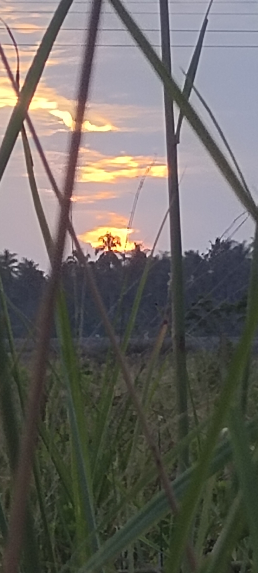 The image shows a sunset viewed through tall grass. In the background is a row of trees silhouetted against the sky. The sky is a mix of light blue and orange hues. Overhead power lines are visible. Based on the location information, the scene is in Lhokseumawe, Indonesia. The image focuses on the natural environment, capturing a view of the sunset from a field of grass.