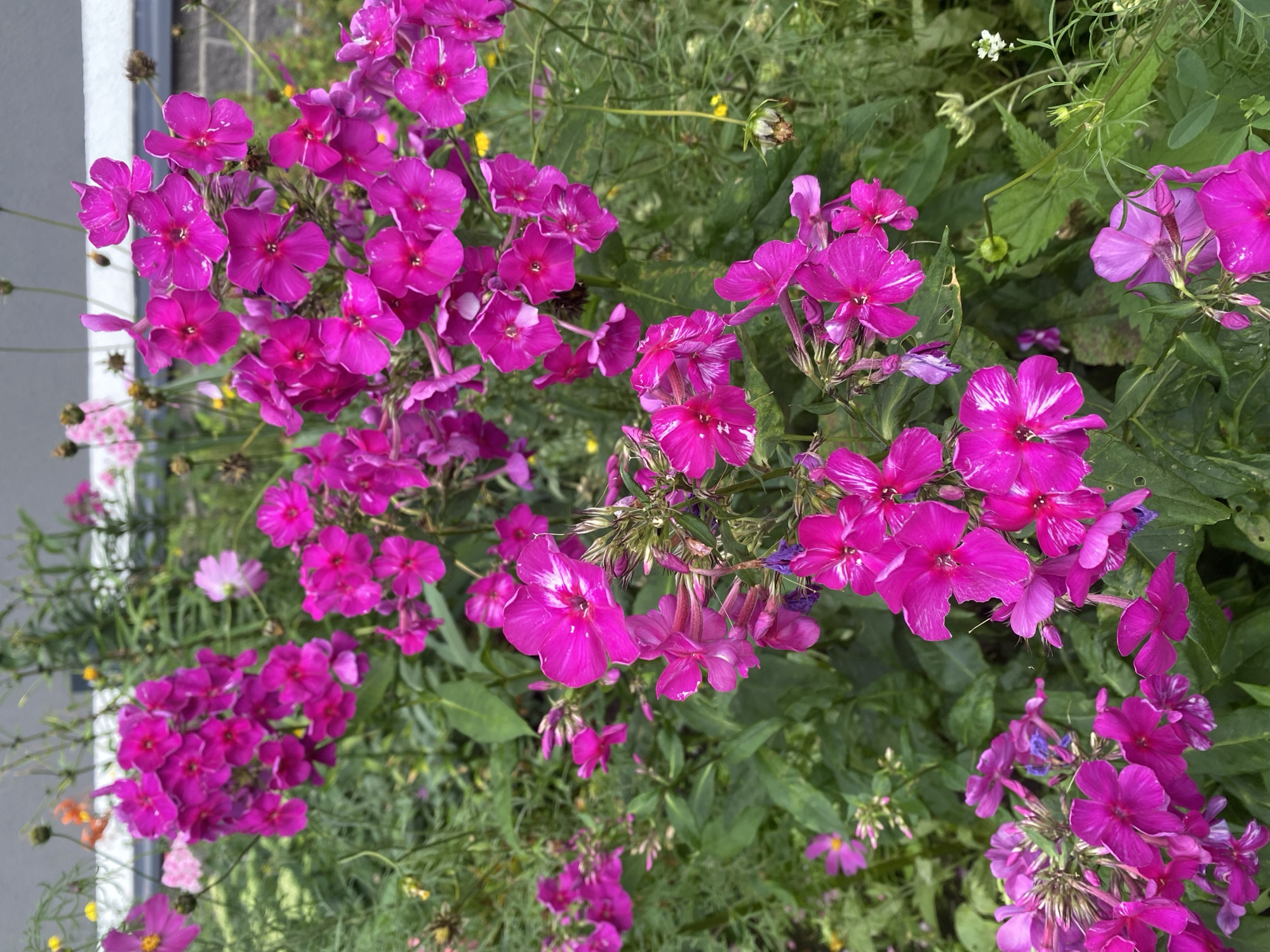 This is a close-up, eye-level, outdoor, vertical shot of a cluster of vibrant pink phlox flowers. The flowers are in full bloom, with many delicate petals radiating from a central darker pink eye. Some of the petals have white stripes or streaks, adding visual texture. The flowers are densely packed, with some slightly out of focus in the background, suggesting a garden setting. Green foliage forms the backdrop, with hints of other flowers, including smaller pink and yellow blooms, interspersed throughout. The lighting appears to be natural daylight, with no harsh shadows. The overall impression is one of lush, colorful, and natural beauty. The background shows a brick wall and what appears to be some sort of railing or fencing, suggesting an urban or suburban garden.