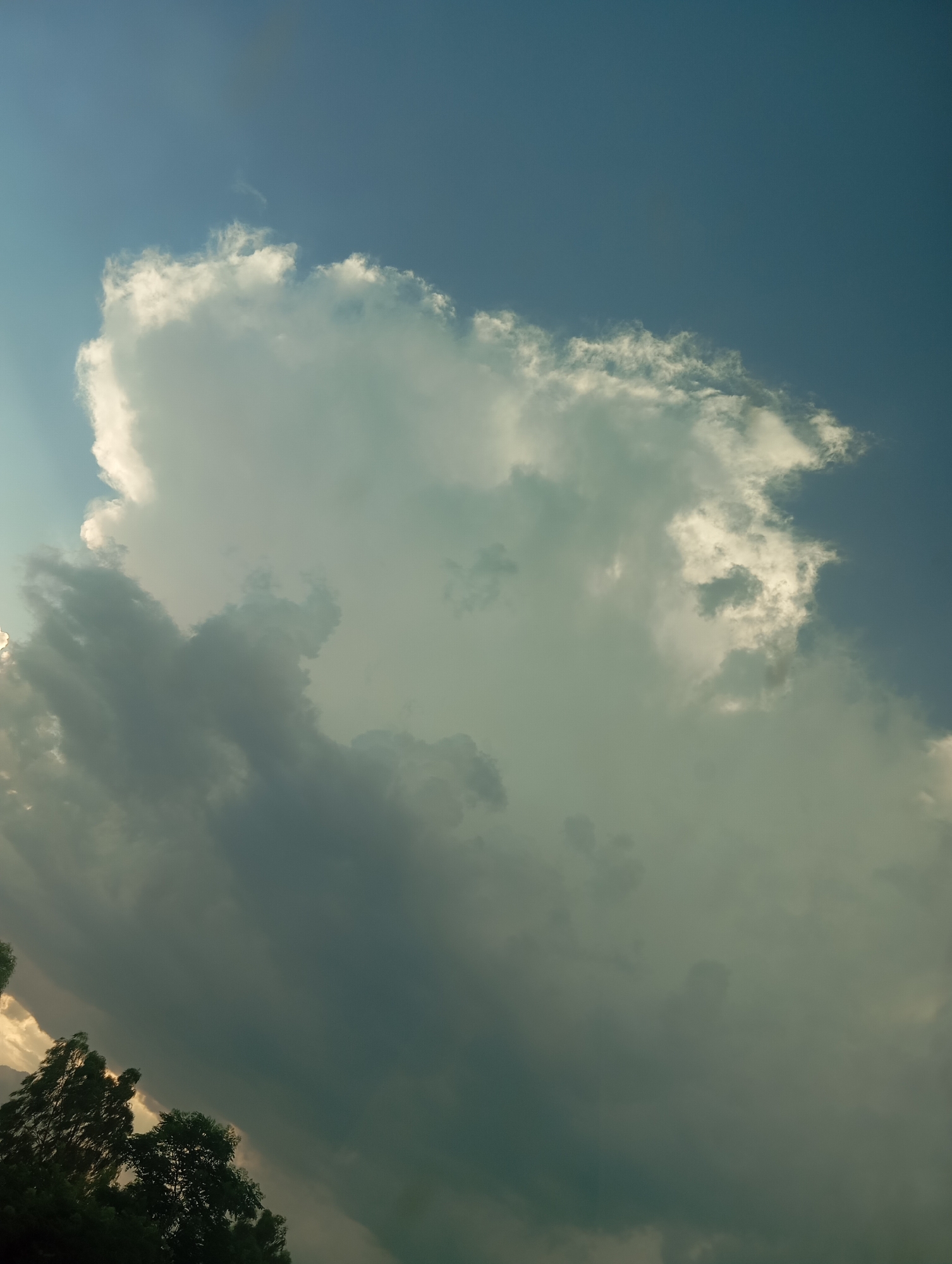 This is a vertical, eye-level, medium shot of a stormy sky with scattered trees visible in the lower left corner of the image. The sky is predominantly dark gray and blue, with a large, dramatic cumulus cloud dominating the center of the frame. Sunlight pierces through the cloud from the upper left, creating bright highlights and casting shadows. The trees are dark green and appear to be swaying in the wind. The image is slightly tilted, giving a dynamic feel to the scene. The location is Unknown, Unknown.