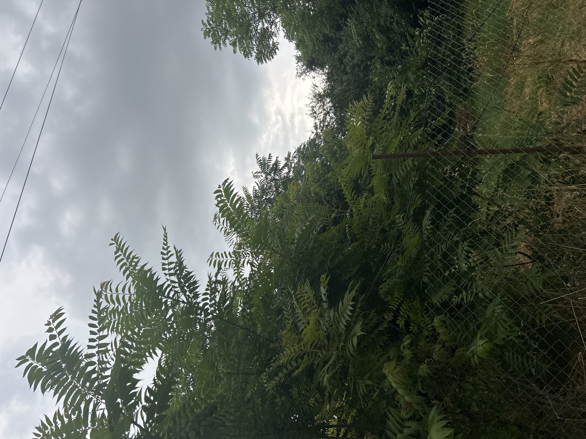 This media file depicts an outdoor scene dominated by lush green foliage under an overcast sky. The perspective is looking upwards through the leaves of trees. In the foreground, large, feathery green leaves are prominent, some catching the diffused light. The sky is a mottled grey, indicating cloudy weather, with hints of brighter sky peeking through the clouds.
To the right of the frame, a chain-link fence runs vertically, partially obscured by the dense greenery. Beyond the fence, more vegetation and dry grass are visible, suggesting a natural or overgrown area. Some thin wires, possibly power lines or communication cables, are visible in the upper left portion of the image, running diagonally against the sky.
There are no people or discernible objects beyond the natural elements and the fence. The scene appears to be set during the daytime, given the visibility of the sky and the illumination of the foliage. The overall atmosphere is tranquil, with the overcast sky lending a somewhat subdued or moody feel to the natural setting. No text is visible in the image.