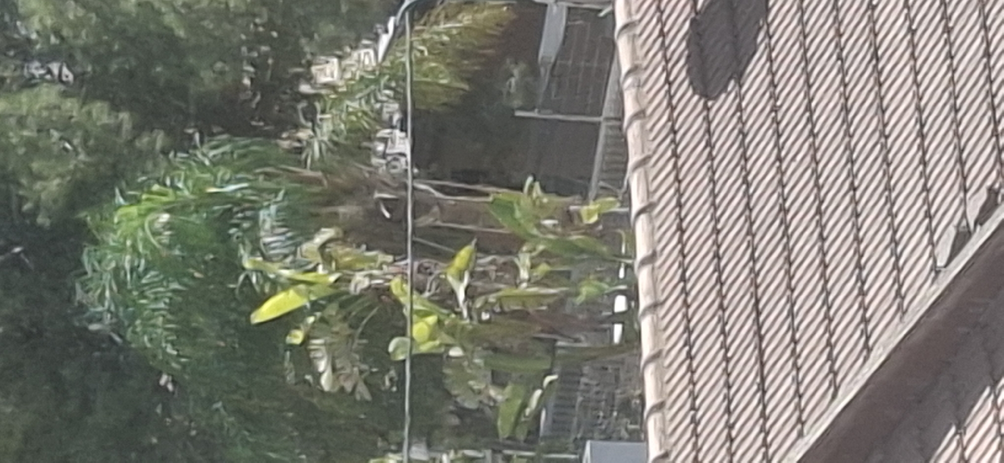 The image depicts a rooftop in Yerocham, Israel, with a focus on a tiled roof in the foreground. Behind the roof, lush green foliage is visible, suggesting a garden or natural surroundings. The foliage appears dense and varied, with palm-like leaves and other leafy plants. A thin horizontal line, possibly a wire or railing, runs across the middle of the frame, separating the rooftop from the vegetation. The overall impression is of an outdoor scene with a blend of man-made structures and natural elements.
