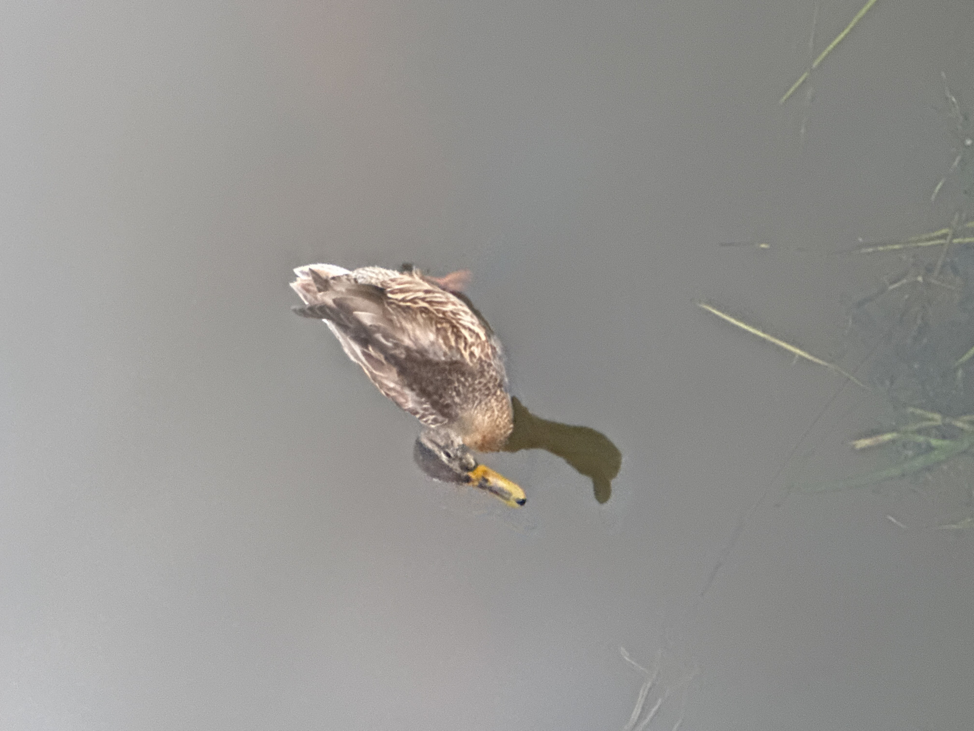 A single mallard duck swims in murky water. The duck is facing towards the left of the frame, with its head lowered. Its body is brown and speckled, with hints of iridescent green on its head, though this is not clearly visible due to the lighting. The water is a dull greyish-green and appears still, with some faint ripples. Tall, thin blades of grass are partially submerged along the bottom edge of the frame. The shadow of the duck is visible on the surface of the water. There are no people or man-made structures visible in the image. The scene is natural and serene. This image was taken in Ufa, Russia.