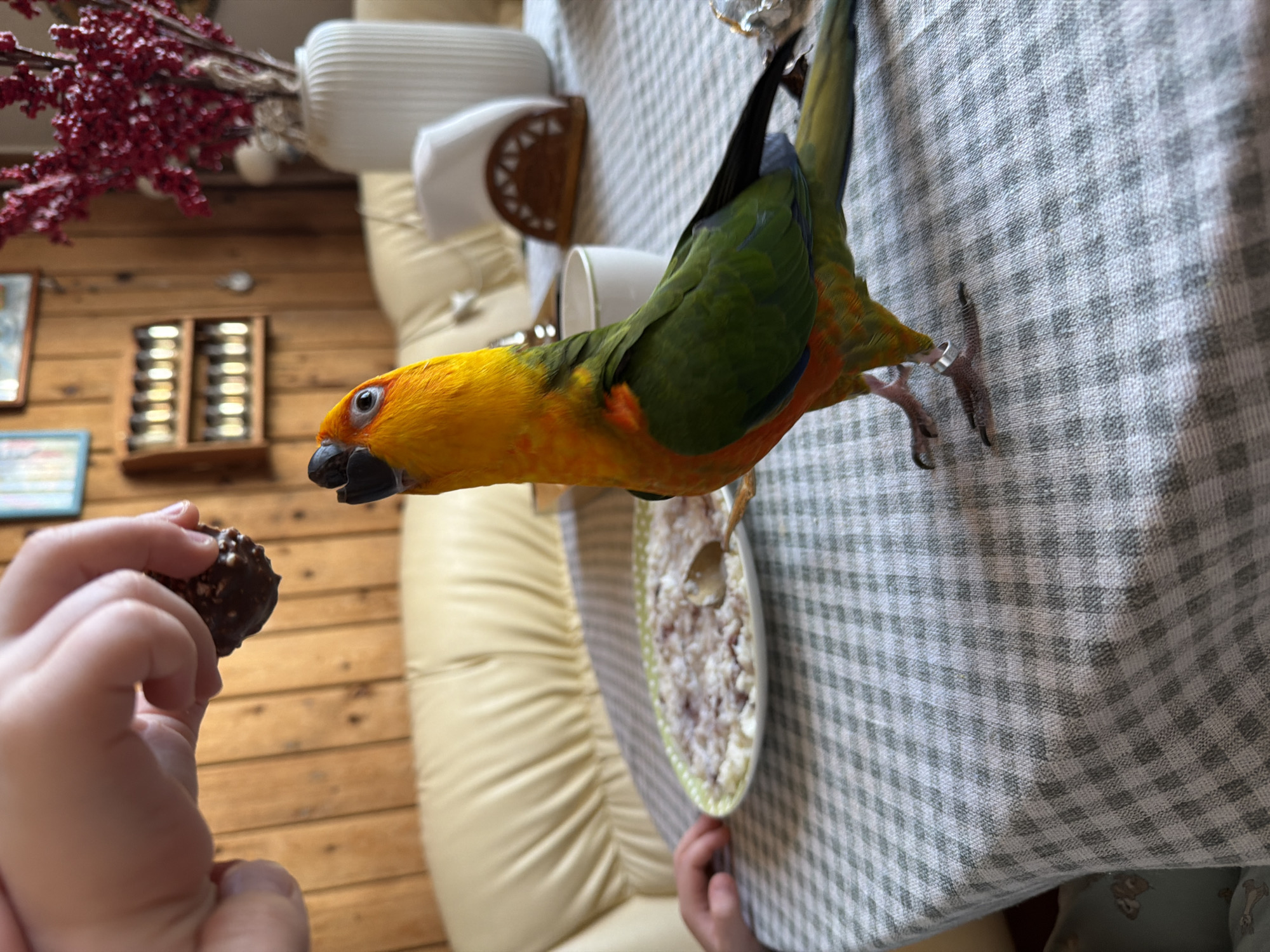 The image depicts an indoor scene in Khimki, Russia, featuring a dining table with a light grey and white checkered tablecloth. A multi-colored parrot, characterized by a yellow-orange head and chest, green wings, and a reddish-orange belly, stands on the table with a silver band on its left leg. The parrot is looking upwards, focusing on a small, dark, textured, spherical object (consistent with a chocolate truffle) held by a child's hand positioned above it. To the parrot's left, an oval white plate with a green patterned rim contains a light-colored, granular food mixed with reddish elements, accompanied by a small golden spoon. Other objects on the table include a white, handleless cup, a wooden napkin holder with a white napkin, a white ribbed vase filled with artificial red berries, and crumpled silver foil. The background consists of a horizontal wooden paneled wall, a cream-colored upholstered chair or sofa back, and various wall decorations including framed items, a wooden shelf unit containing multiple small glass containers, and a hanging decorative object.