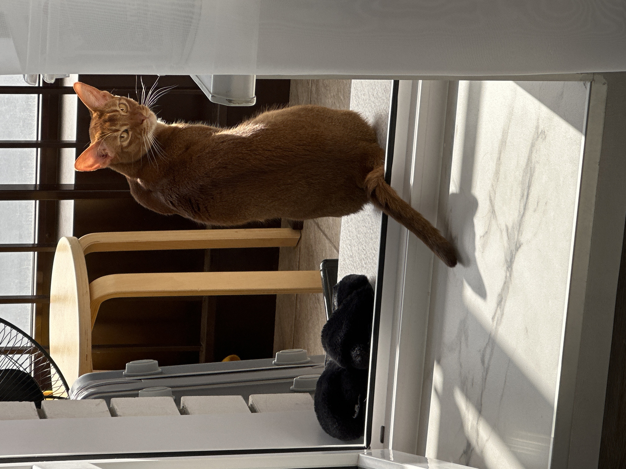This indoor shot, taken in Kazan, Russia, features a sleek ginger cat lying on a white windowsill or ledge, illuminated by strong natural light. The cat's body extends towards the right of the frame, while its head is sharply turned to look upwards and back towards the camera, conveying curiosity or alertness. Its prominent whiskers catch the sunlight.
Bright sunlight streams through a large window or balcony door, casting distinct shadows on the white, marble-patterned floor beside the cat. This suggests a sunny morning or late afternoon. Above the window, translucent white curtains filter some of the light.
In the background, visible through the window, are dark vertical bars, likely part of a balcony railing. To the left of the cat, a light-colored wooden chair, a black fan, and a grey suitcase are arranged. A pair of black furry slippers rests on the floor near the window frame. The scene portrays a bright, domestic setting. No visible text is present in the image.