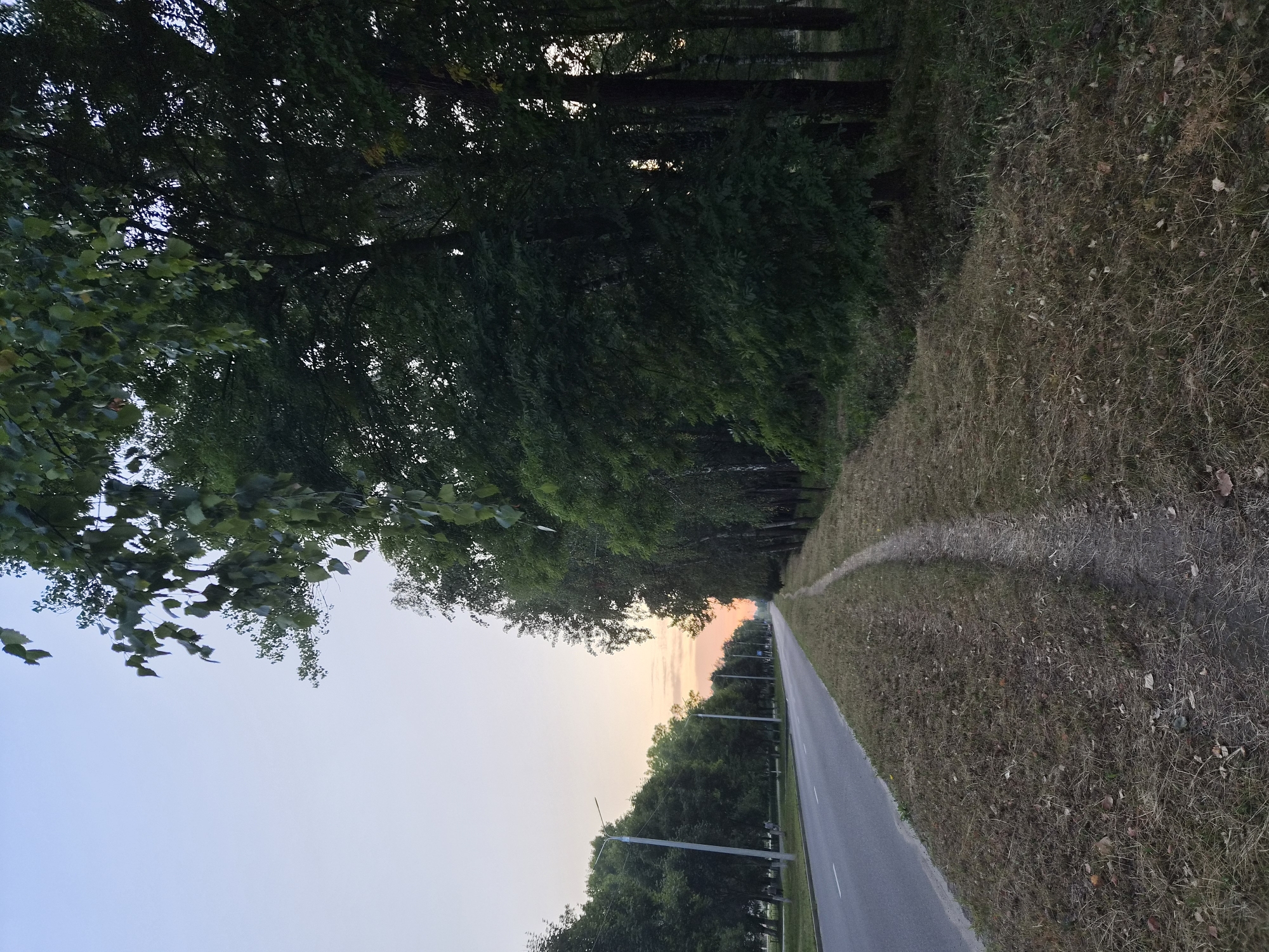 The image depicts a road at dawn in Zhodzina, Belarus. A paved road runs along the left side of the frame, with a faint white line marking the lane. A narrow, dirt footpath runs parallel to the road on the right, bordered by dry grass and fallen leaves. A dense line of trees, predominantly deciduous, flanks the footpath, with their branches and foliage extending over the path and onto the right edge of the image. In the distance, along the road, a row of tall, slender streetlights are visible. The sky above is a soft gradient of pale blue and pink, indicating the early morning hours. The overall impression is one of a quiet, suburban road at the beginning of a new day.