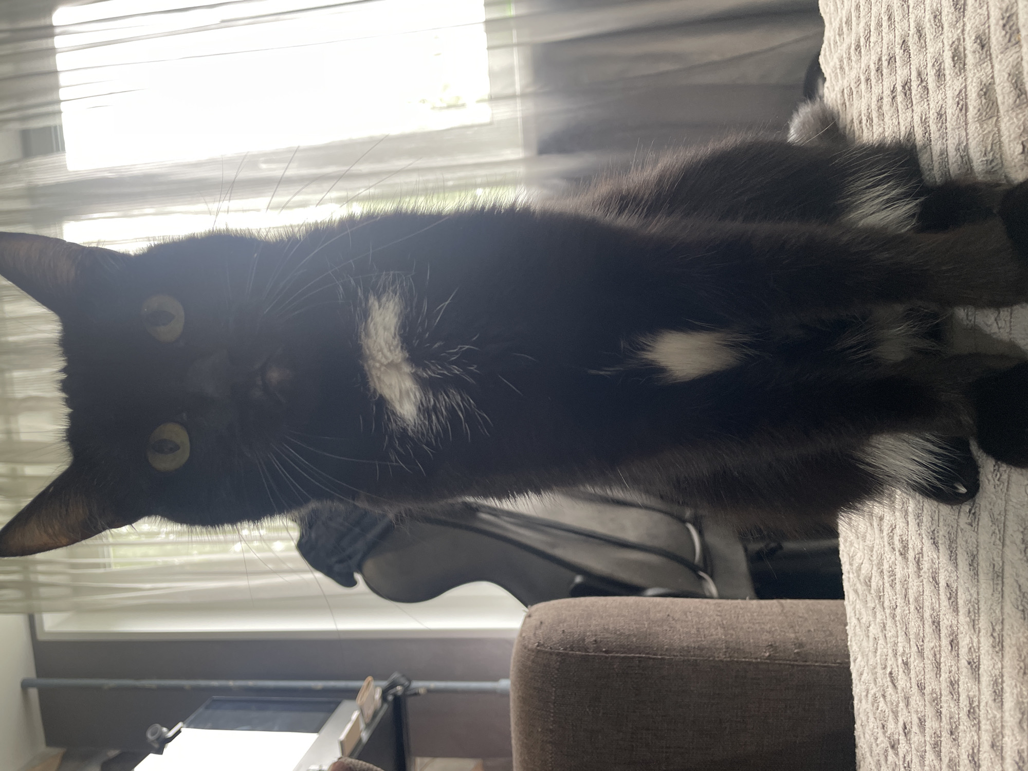 A black cat with white markings on its chest and paws is sitting on a textured beige surface. The cat is looking directly at the camera with yellow eyes. Behind the cat, sheer white curtains are visible, and beyond them, a bright, out-of-focus outdoor scene can be discerned. To the left of the cat, a portion of a brown upholstered armchair is visible, and further in the background, there is a dark, possibly black, object with a curved silhouette. The lighting suggests it is daytime, with light filtering in from the window. There are no discernible elements that place this image specifically within the city of Chaikovsky, Russia.
