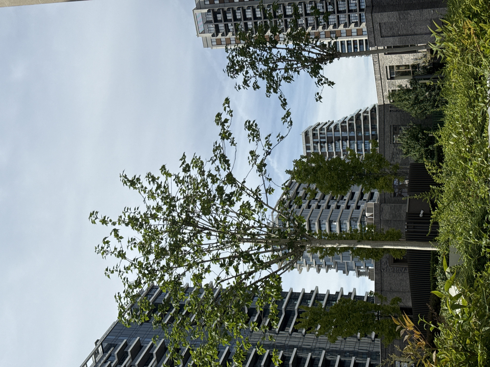 The image depicts a low-angle view of several modern buildings interspersed with trees and greenery, likely in Belgrade, Serbia, though the precise location is not explicitly apparent from the image alone. The buildings exhibit modern architectural styles, with repeating patterns of windows and balconies. Trees with green leaves are positioned in the foreground and middle ground, partly obscuring the buildings. There are bushes on the right. The sky appears overcast with some patches of lighter blue. The photo is taken from a slightly rotated perspective.