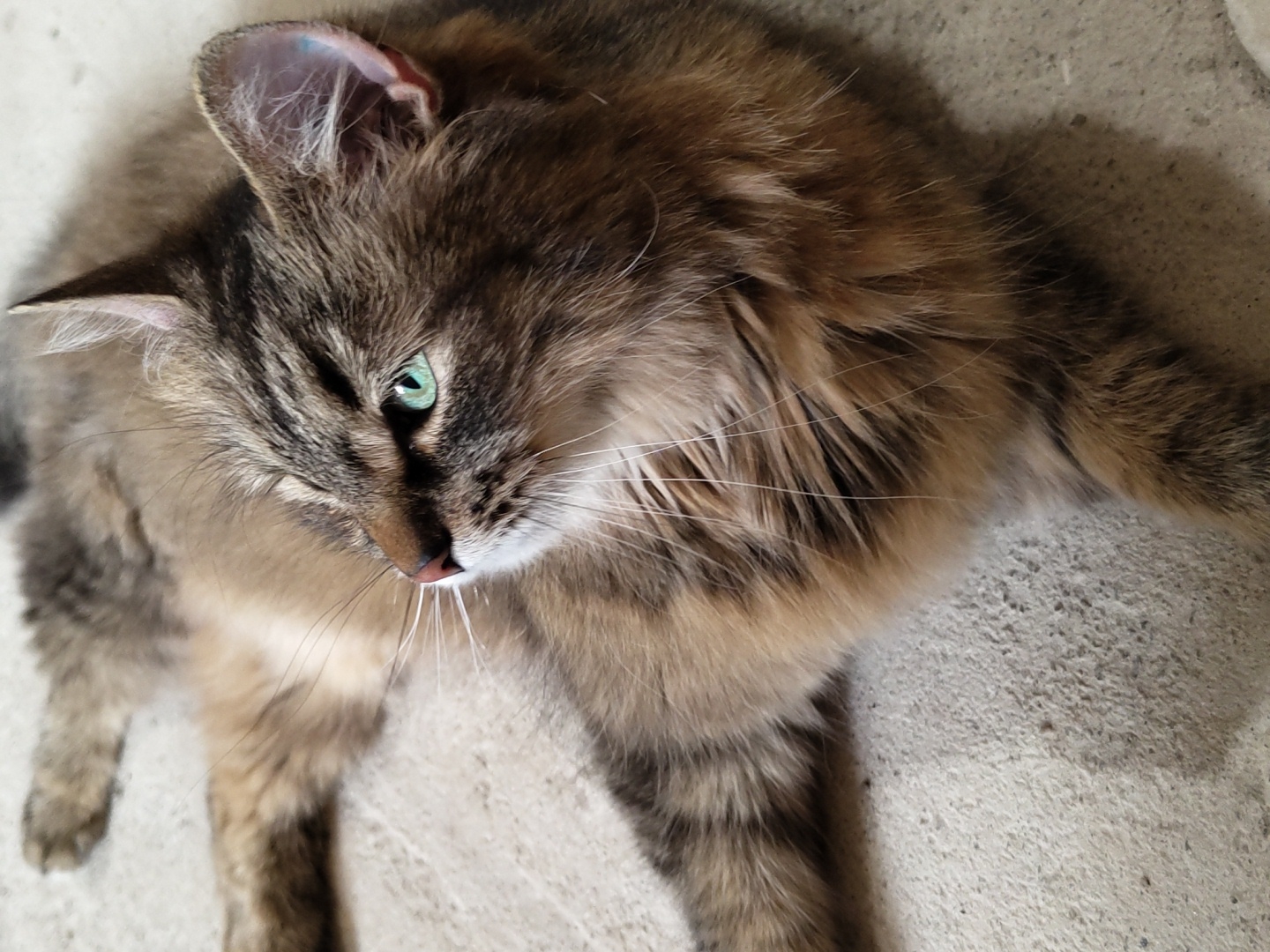 A long-haired tabby cat with green eyes lies on a concrete surface. The cat is facing to the left, with its body stretched out. Its fur is a mix of brown, black, and tan stripes. The concrete surface appears to be outdoors, possibly a patio or sidewalk. The lighting suggests it is daytime.
