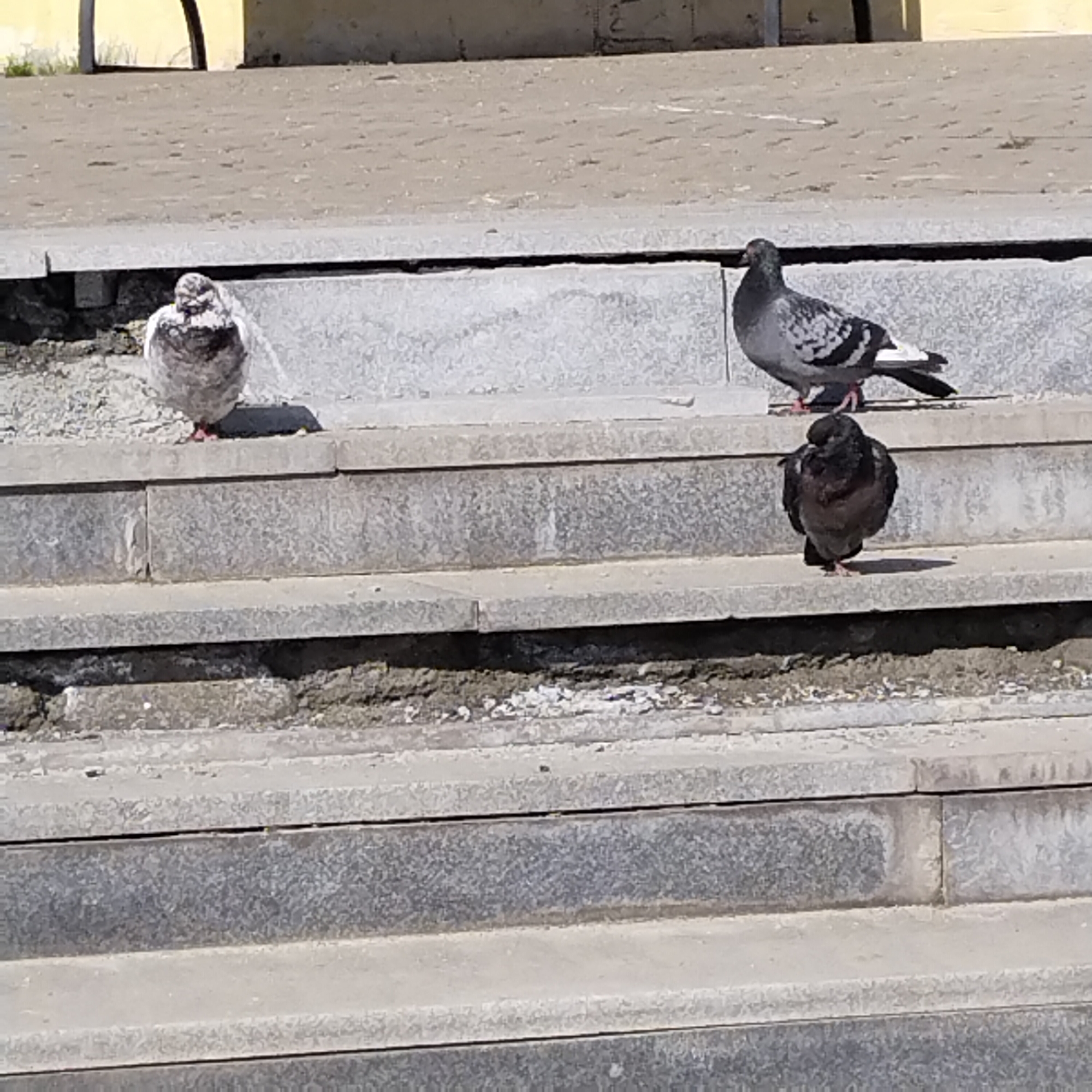 The image shows three pigeons on a set of concrete steps. One pigeon is white and grey, one is a typical grey pigeon with black wing bars, and the third is dark brown or black. The steps are grey and appear to be part of a larger structure, possibly a building or monument. The background is a blurred building with a yellow facade. The scene appears to be in an urban environment, likely a city park or public square. Although I don't know for sure, this area may be in Nizhny Tagil, Russia.