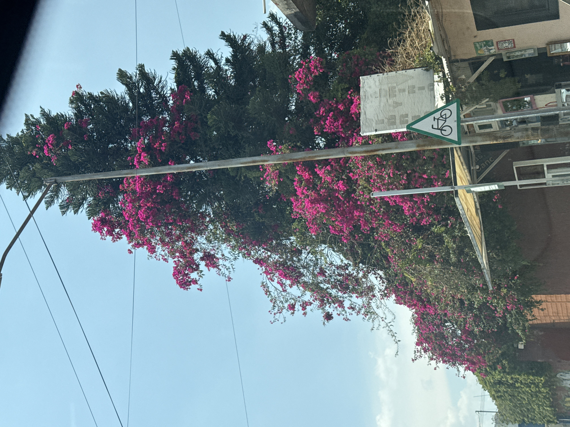 The image shows a street scene in Puebla, Mexico. A metal pole extends across the frame, supporting a rectangular sign and a triangular bike route sign. A lush tree with vibrant pink bougainvillea blooms obscures much of the background. To the right of the signs, a building with various items displayed in the window is visible. The sky is blue with some scattered clouds. Power lines are also visible cutting across the sky.