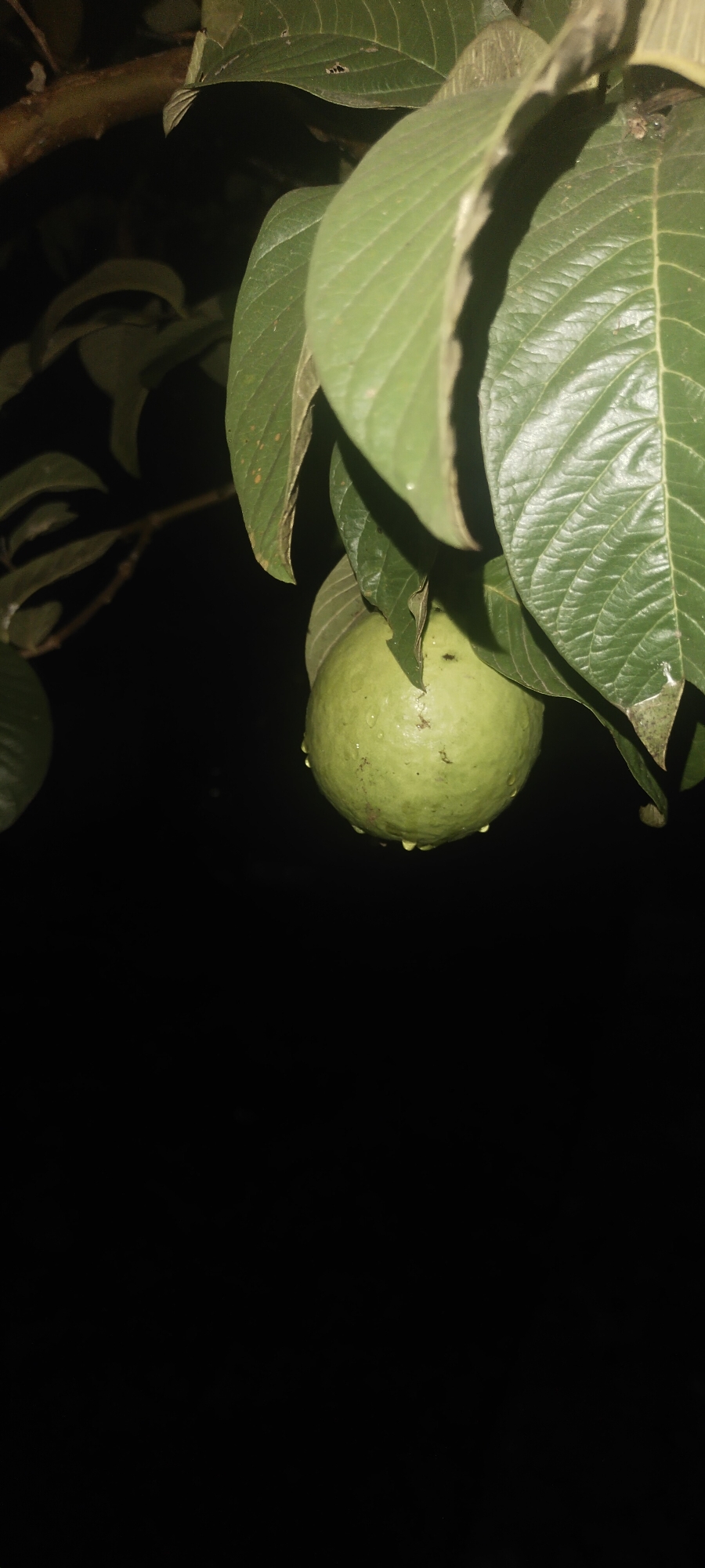 A single, unripe guava fruit hangs from a branch amidst dark green leaves, illuminated by artificial light. The fruit, a pale green, is round and shows several water droplets clinging to its surface, suggesting recent rain or dew. A tiny insect is visible on the upper left portion of the fruit. The background is almost entirely black, indicating a night-time setting. The image appears to be a close-up of the fruit and surrounding foliage, with the lower portion of the image dominated by the dark background. The location is identified as Pasirhuni, Indonesia.