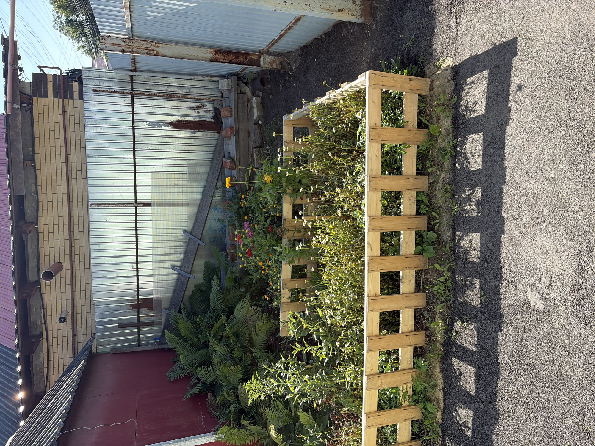The image depicts a rear courtyard area, likely in Tambov, Russia. A raised garden bed, constructed from wooden pallets, is filled with various plants, including ferns, taller green plants, and smaller flowering plants with white and yellow blooms. Some red and pink flowers are visible further back in the garden. The bed is surrounded by a short, light-colored wooden fence.
Behind the garden bed, a corrugated metal sheeting structure serves as a partial wall or enclosure. To the left, a section of a red building is visible, and further back, a brick wall with pipes and electrical conduits can be seen. Overhead, a sloped, corrugated roof extends across the top of the frame.
In the foreground, a dark asphalt surface is present, with distinct rectangular shadows cast by the wooden fence. The overall environment suggests a domestic or utilitarian outdoor space, possibly a backyard or a service area. No people are visible in the scene.