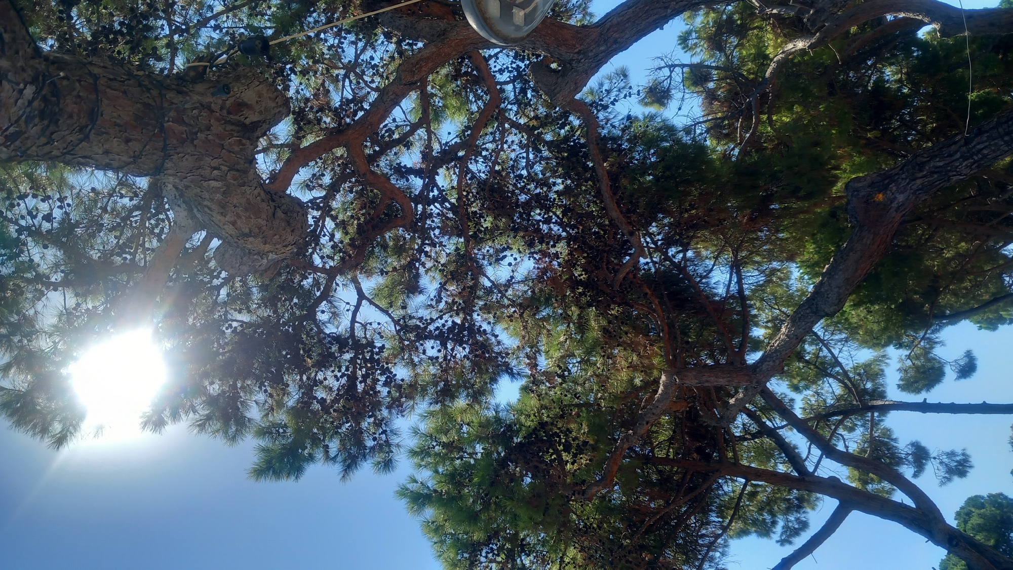The image shows a view looking up at tall pine trees with a bright sun and clear blue sky. The trees are dense with green needles and many brown pinecones. The sunlight is shining through the branches, creating a lens flare effect in the upper left corner of the image. The rough bark of the tree trunks is visible, along with several branches. In the upper right, a portion of a light fixture is visible, attached to a rope hanging from one of the branches. The scene appears to be an outdoor setting in Kos, Greece, characterized by the presence of mature pine trees often found in Mediterranean landscapes. There are no people or animals visible in the image.