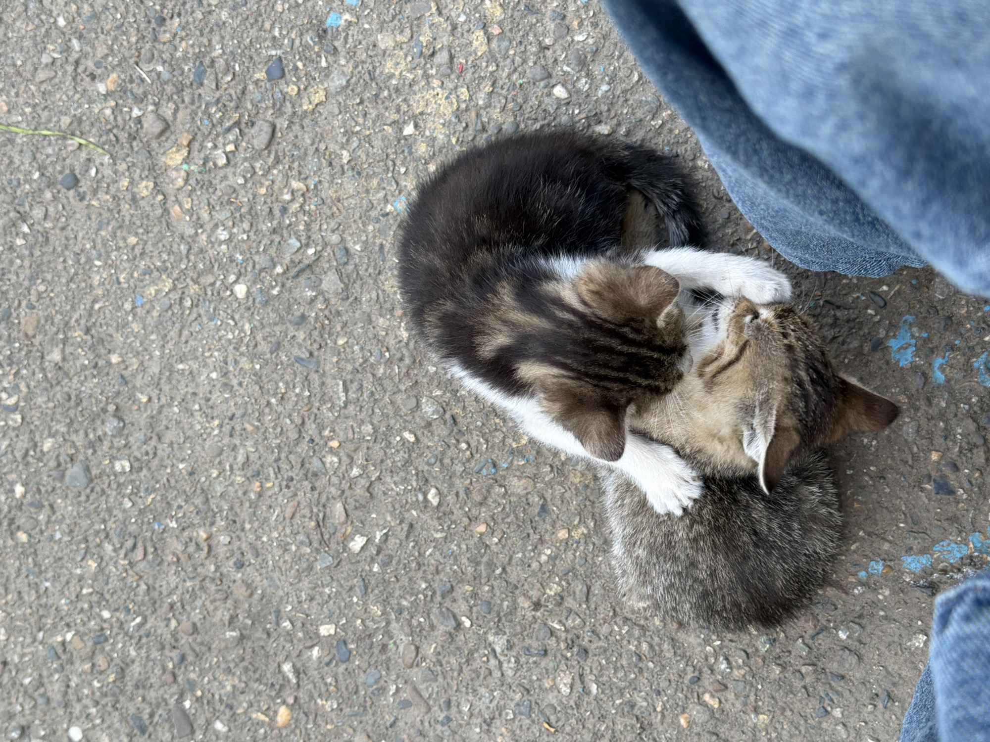 The image depicts two kittens intertwined on a grey asphalt surface in Beryozovy, Russia. The kitten on the left has a dark back, tabby stripes on its side, and white paws. The kitten on the right has tabby stripes and light fur. A portion of a person's denim-clad leg is visible to the upper right of the kittens. The asphalt surface is textured.
