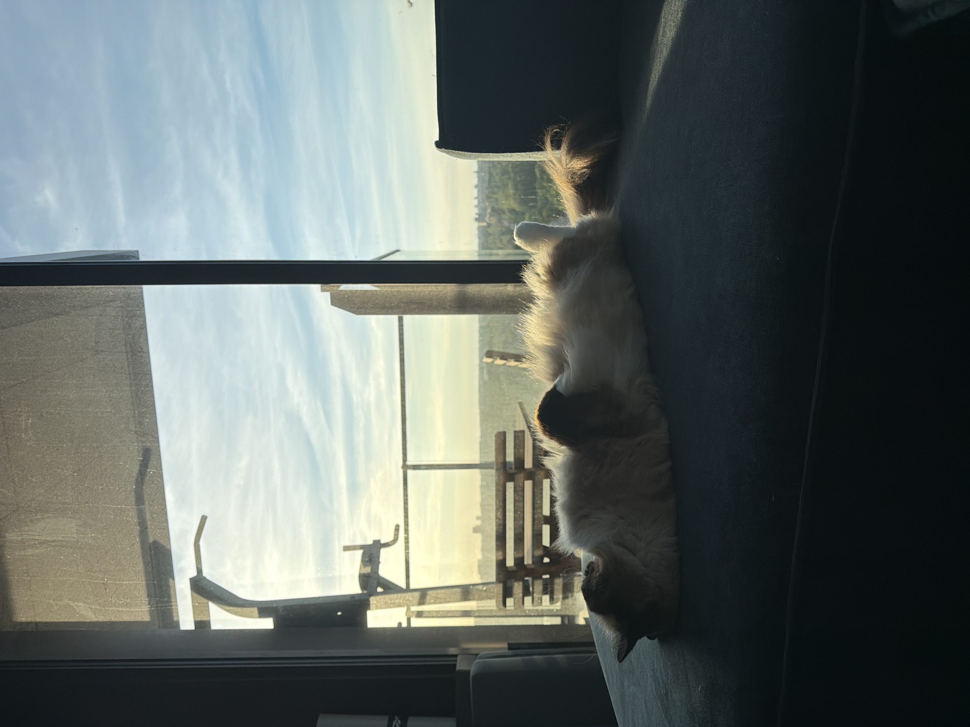 A long-haired cat with light brown and white fur is lying on its back on a dark gray sofa, with its paws in the air and its head to the left. The cat is in the foreground, taking up the majority of the left side of the frame. Behind the cat, a large window shows a view of the city of Rijswijk, Netherlands. The sun is setting, casting a warm glow over the landscape and creating long shadows. In the middle ground, a wooden table and chairs are visible on a balcony, with a metal railing extending across the frame. The sky is a pale blue with wispy clouds. The overall scene suggests a peaceful and serene moment in an apartment overlooking the city.