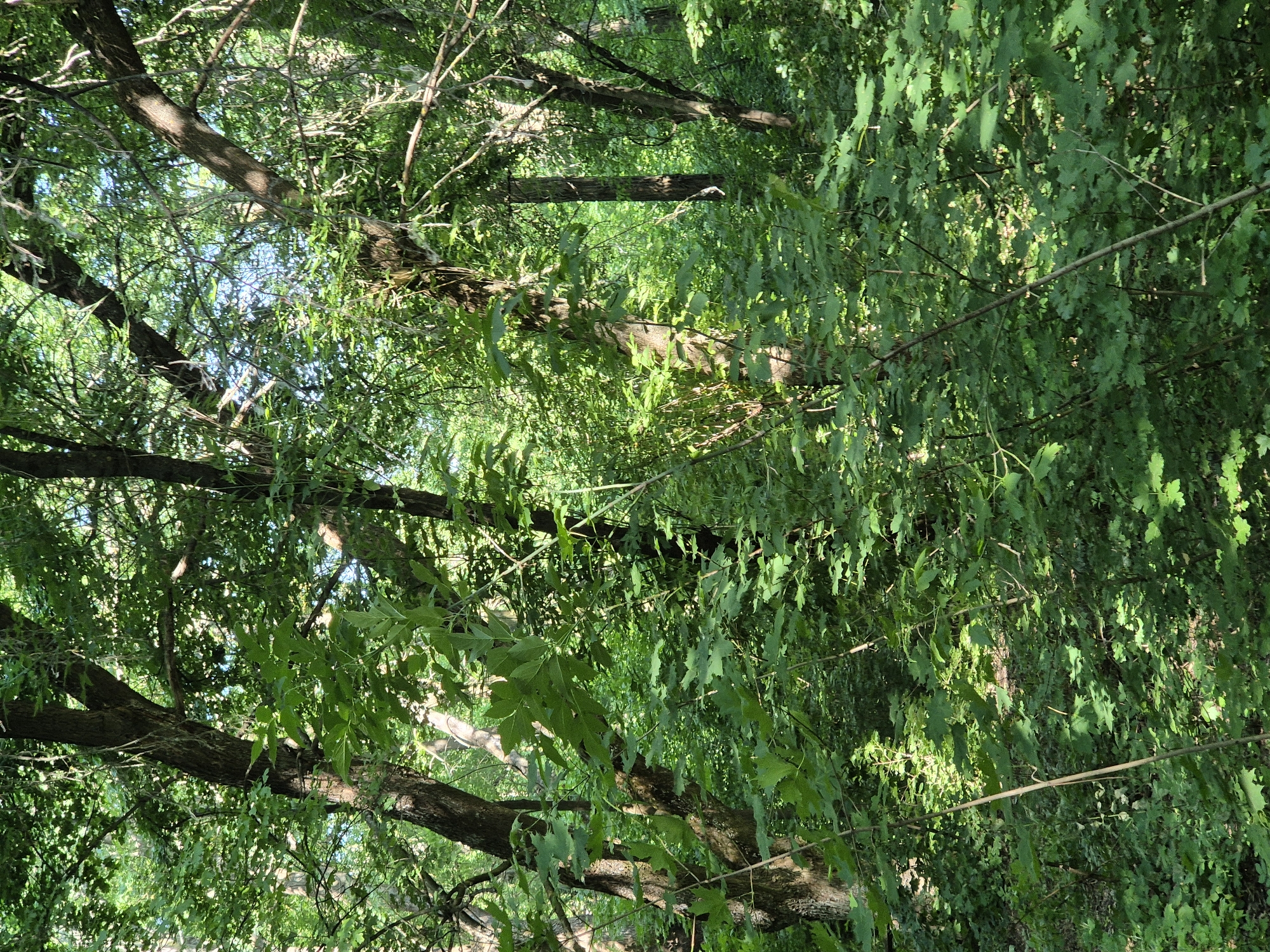 The media file depicts a dense forest scene with numerous trees and lush green foliage. The image is oriented vertically, suggesting it might have been taken with a phone camera or a camera with a vertical orientation setting. The sunlight filters through the leaves, creating dappled patterns of light and shadow, indicative of a daytime setting, likely late morning or early afternoon, given the angle of the light. The leaves appear healthy and vibrant, suggesting a warm, possibly summer, season.
The scene is characterized by a natural, untamed environment. Thick tree trunks and branches crisscross the frame, with a variety of leaf shapes and sizes visible. In the background, more trees recede into the distance, creating a sense of depth within the forest. One prominent feature is a large fallen tree trunk lying horizontally across the mid-ground, partially obscured by overhanging branches and leaves. Another fallen tree, or a large dead branch, is visible further back, also covered in greenery. The overall impression is one of a peaceful, secluded woodland area. There are no people or man-made objects clearly visible, and no text is present in the image. The setting appears to be a natural forest, consistent with the provided location context of Sozonivka, Ukraine. The lighting and dense foliage suggest a humid and warm environment.