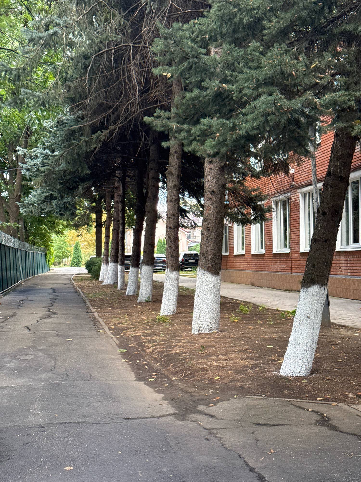 The image shows a paved pathway running alongside a row of evergreen trees with whitewashed bases, leading towards a red brick building with white-trimmed windows. A dark green fence with barbed wire runs along the left side of the pathway, separating it from an area with lush green trees. The ground around the trees is covered in dark soil and fallen leaves. In the background, several parked cars are visible, and hints of autumnal foliage can be seen. The scene depicts an urban or suburban environment, likely a park, school, or institutional grounds.