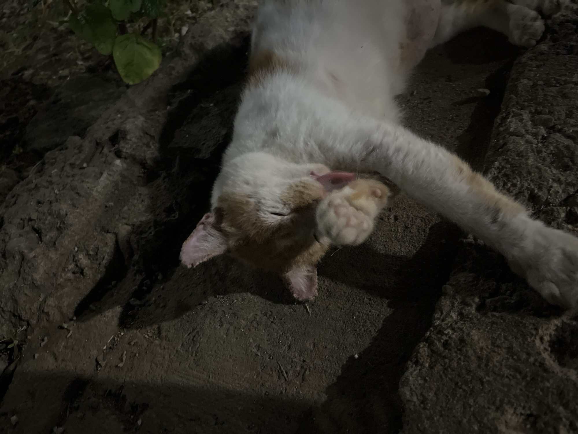 A ginger and white cat is lying on its side on a dirt path in Karangrandu, Indonesia. The cat is grooming its paw with its tongue extended. The ground is covered with small pebbles and dirt. There are shadows cast on the ground, suggesting it is either nighttime or heavily shaded. Some green leaves are visible in the upper right corner of the image.