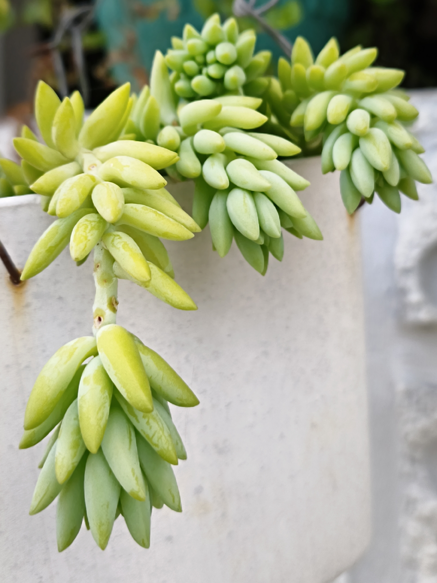 In Bandar Lampung, Indonesia, a close-up shot captures a cluster of donkey tail succulents (Sedum morganianum) spilling over the edge of a white, weathered planter. The succulent's plump, elongated leaves, a vibrant light green with a slightly yellow hue, are densely packed along trailing stems. Some stems are upright, forming bushy mounds, while others cascade downwards, their leaves forming teardrop shapes. The planter, made of a porous material, shows signs of age with rust stains near the top rim. In the background, out of focus, hints of other plants in shades of turquoise and green are visible, along with a textured, light-colored wall. The lighting is bright, highlighting the succulent's waxy leaves.