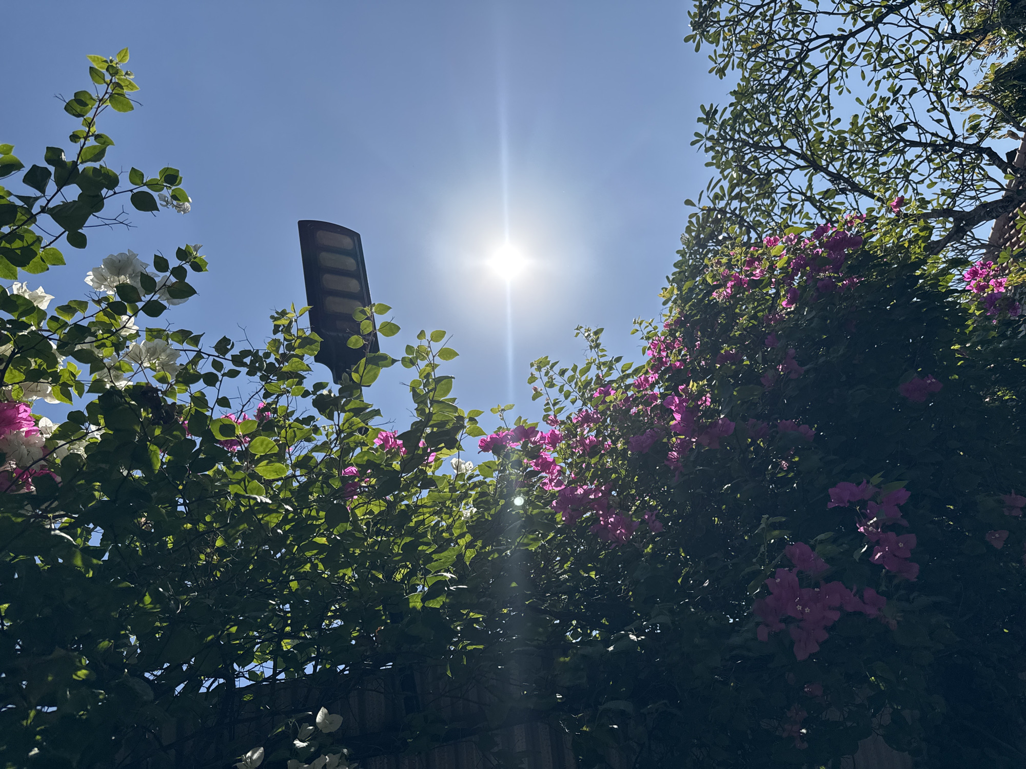 The image depicts a bright, sunny day in Denpasar, Indonesia, with a clear blue sky dominating the scene. In the foreground, vibrant pink and white bougainvillea flowers are in full bloom, cascading over lush green foliage. A modern, dark-colored solar-powered street lamp is mounted on a pole, angled downwards and partially obscured by branches. Sunlight streams through the leaves, creating lens flares and illuminating the scene. To the right, the branches of a leafy tree are visible against the sky. The perspective is from below, looking upwards towards the sky, flowers, and street lamp. There are no people visible in the image.