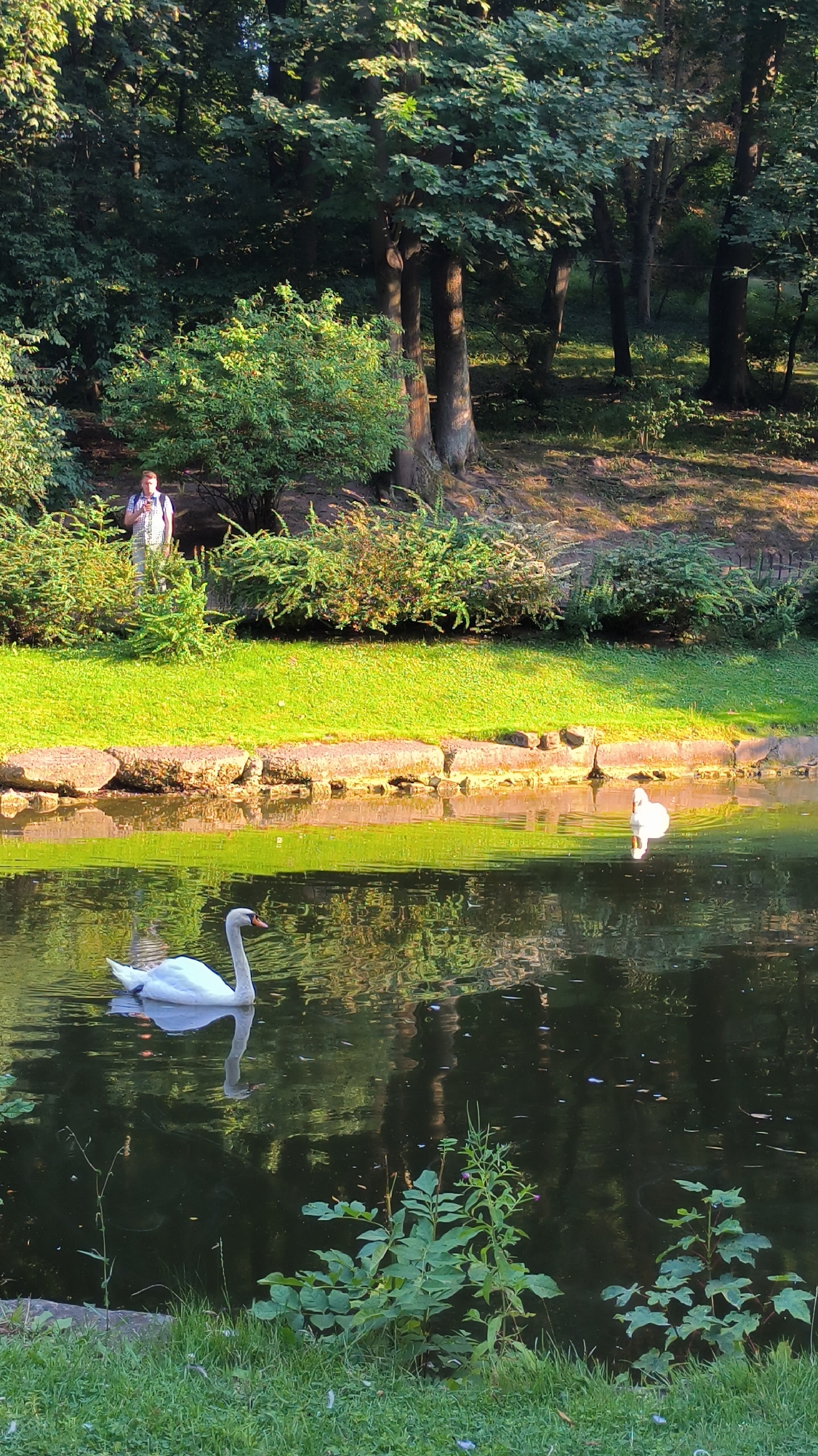 A man wearing a plaid shirt and a backpack stands in a park in Lviv, Ukraine, near a lush green lawn bordered by rocks and a pond. Two white swans are swimming in the pond, one in the foreground and another further back. Trees and bushes surround the pond, creating a tranquil, natural setting. The sunlight casts dappled shadows across the scene.