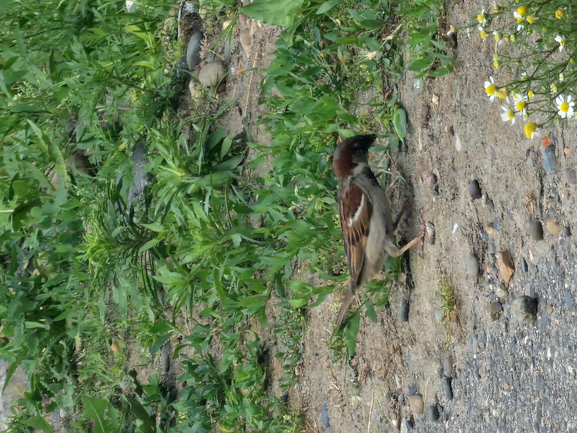 A house sparrow is foraging on a gravelly area with sparse vegetation and small wildflowers. The bird is facing left, with its head down as if pecking at the ground. The background is filled with green leafy plants, and small pebbles and stones are scattered across the ground in the foreground. The lighting suggests it is daytime.