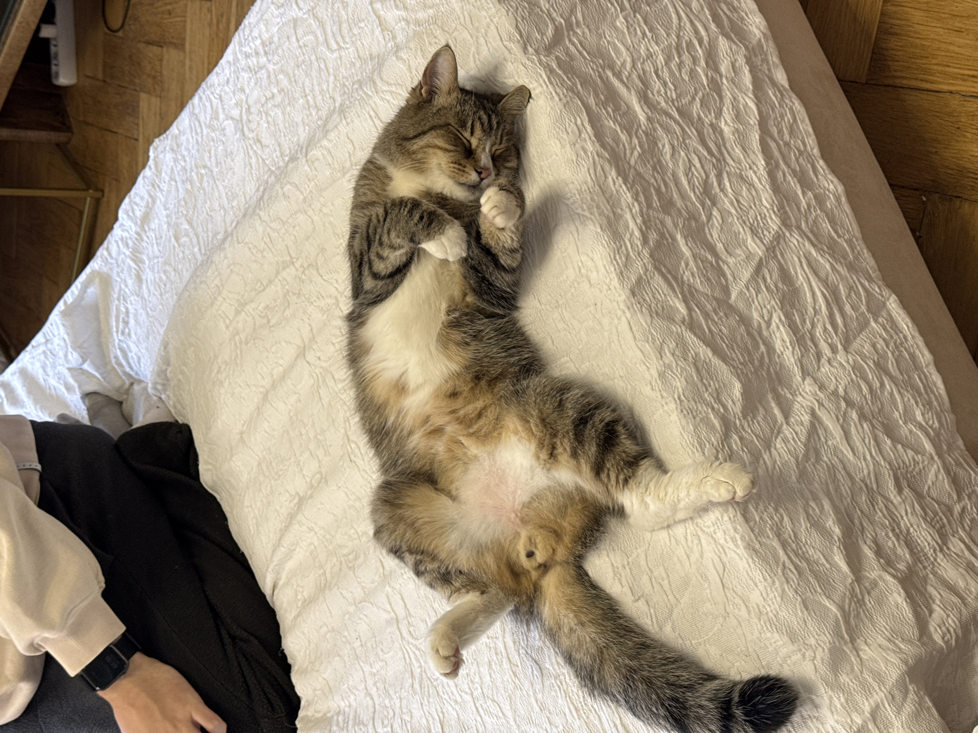 A tabby cat is sleeping on its back on a white textured bedspread. Its paws are curled near its chest, and its tail extends towards the bottom of the frame. A person wearing a beige sweater and a black smartwatch is partially visible in the lower left corner of the image. The bed is situated near a wooden wall or furniture. The environment appears to be indoors. The image does not contain information to identify the location as Moscow, Russia.