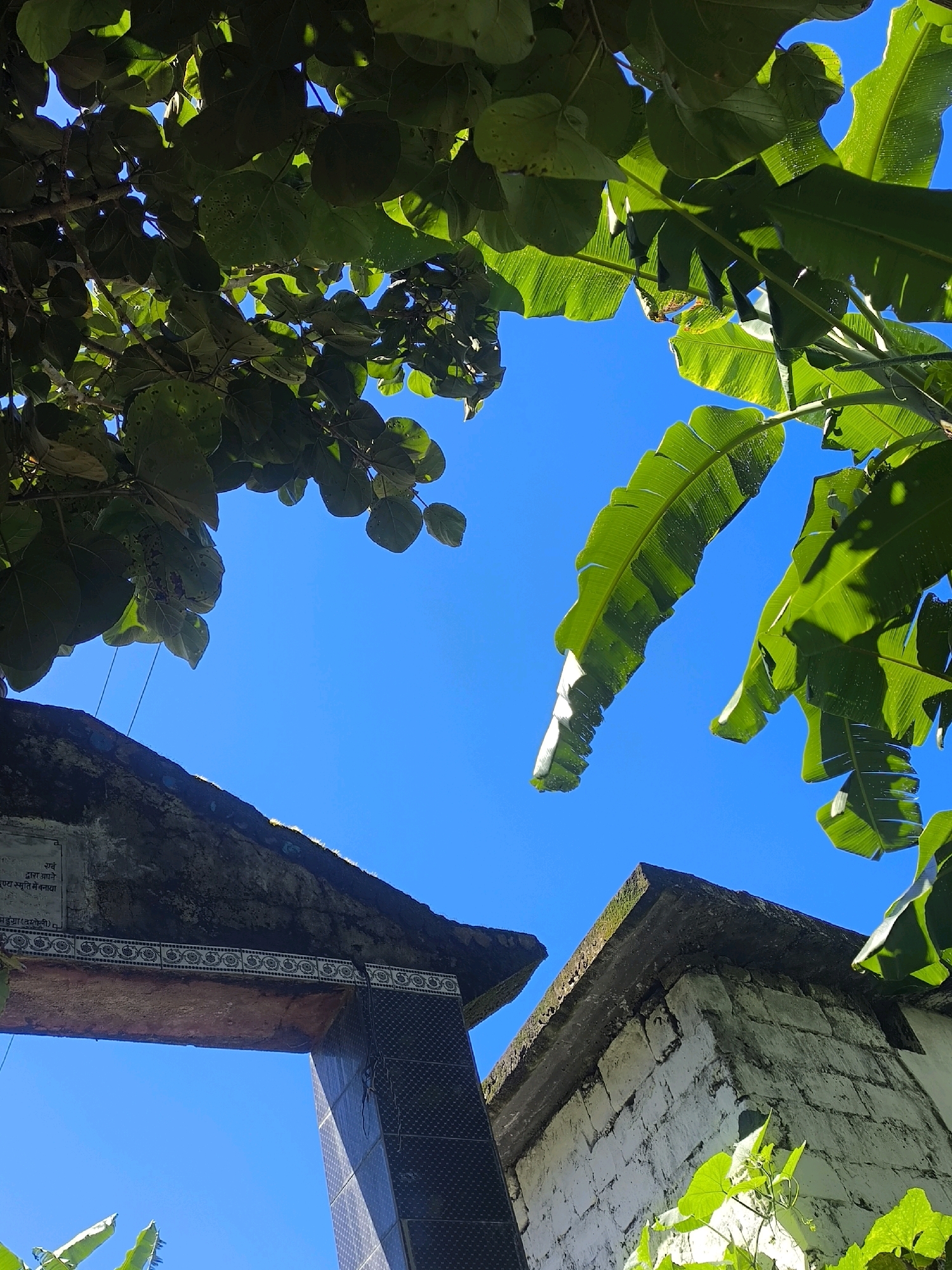 An upward-angle shot captures a bright blue sky above a stone structure and lush green foliage. The foreground is dominated by large, vibrant green leaves, possibly from banana plants, that cast shadows on the sky. Below the leaves, a weathered stone archway, possibly an entrance, is visible, adorned with decorative tiles. To the right of the archway, a portion of a white brick building with a sloping concrete roof is seen. A faint inscription is present on the stone above the archway. The lighting suggests a sunny day, with sunlight filtering through the leaves and highlighting the textures of the stone and brickwork.