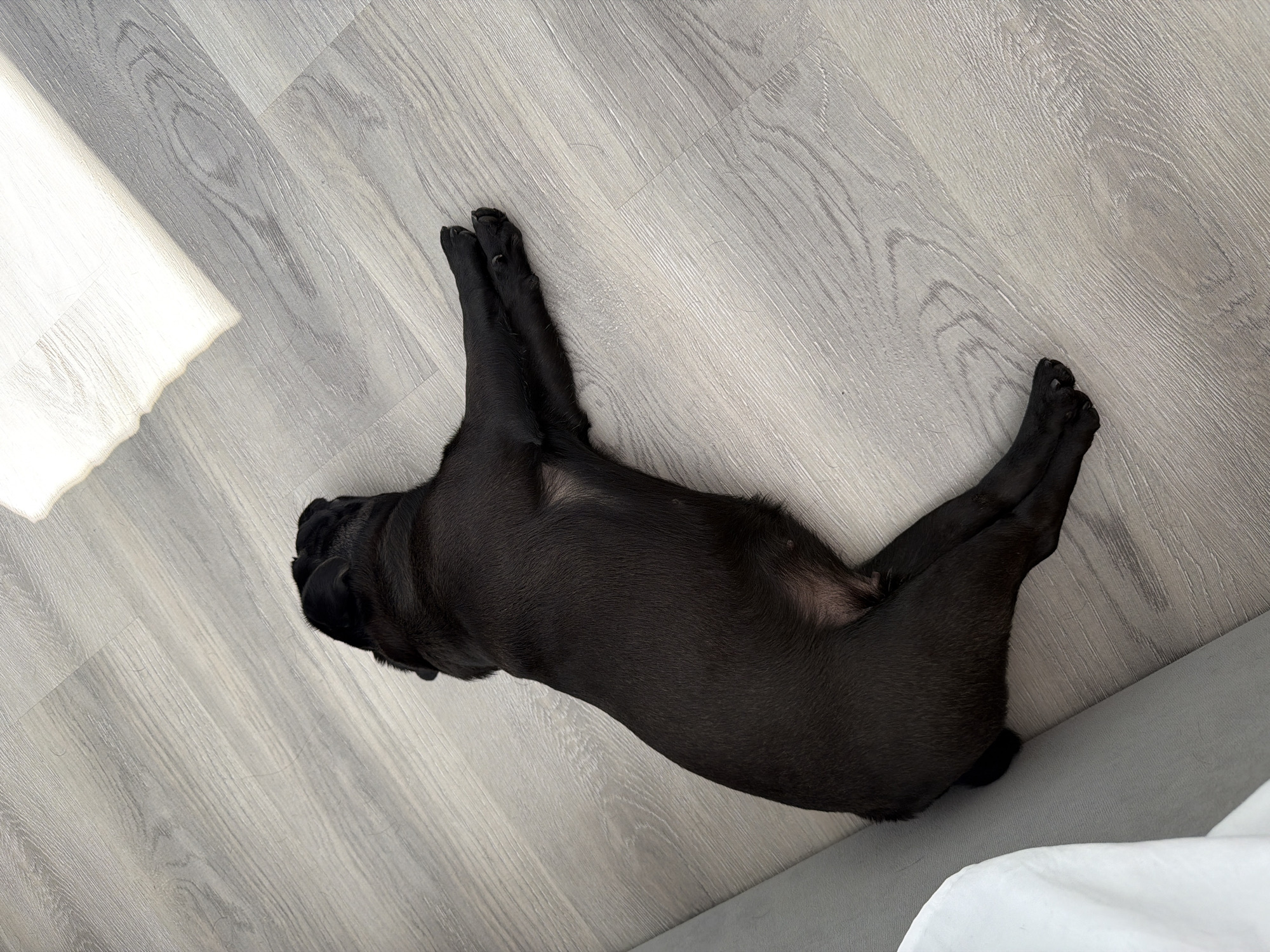 A black pug dog is lying stretched out on its side on a light gray wood-grain floor. The dog's body is oriented diagonally from the bottom left to the upper right of the frame. Its head is towards the upper right, and its hind legs are towards the bottom left. One foreleg is extended forward, and the other is tucked underneath. A white object, possibly a blanket or piece of furniture, is visible on the left edge of the frame, and a bright white area with a soft shadow falls across the upper right portion of the floor, suggesting sunlight coming from a window. The environment appears to be indoors, likely a home. There is no indication of the city of Sirius, Russia, or any other specific location within the image.
