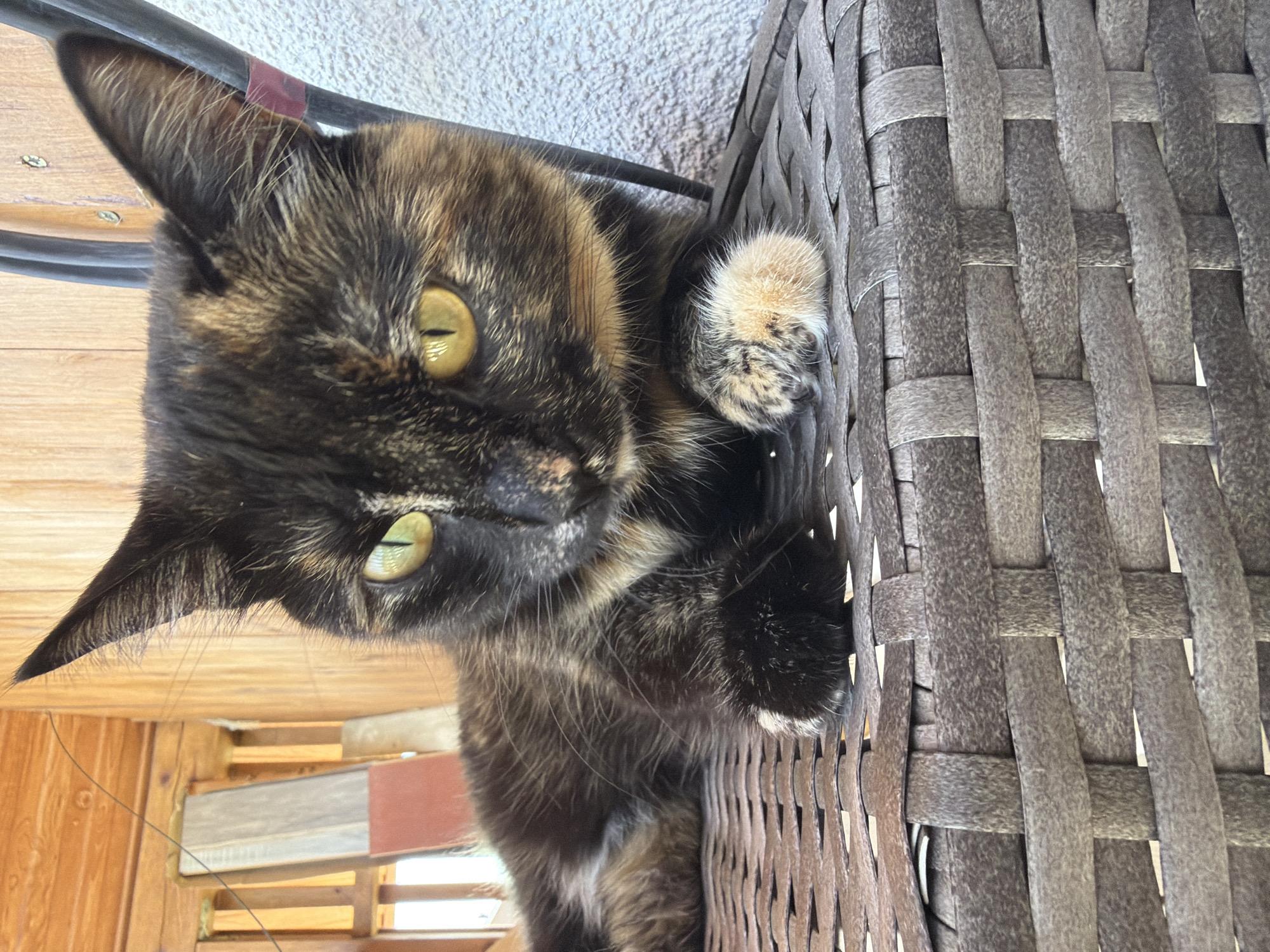 A tortoiseshell cat with green eyes is lying on a woven patio chair outdoors. The cat is positioned in the center of the frame, with its head slightly tilted and looking towards the camera. The background shows wooden structures and a textured wall, possibly part of a house or outdoor patio area. The lighting suggests it is daytime. The cat's fur exhibits a mix of black, brown, and orange patches, and its paws are visible on the chair's surface. There are no people present in the image. The scene is captured in a close-up perspective, focusing on the cat and its immediate surroundings. There is no information available to determine the location in the city of Malinovka, Russia.
