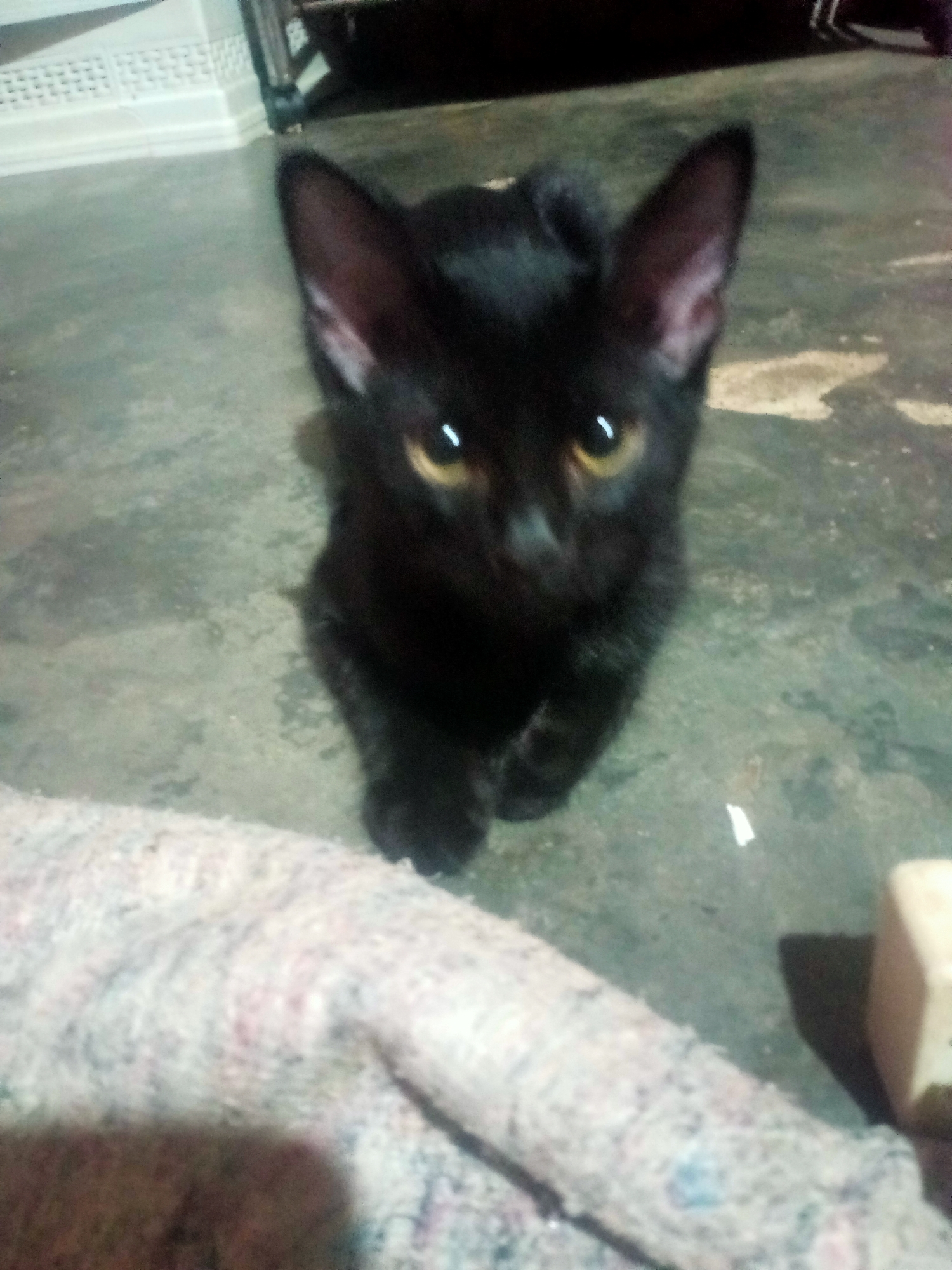 A black cat sits on a gray, stained concrete floor in what appears to be a residential area. The cat is facing the camera, with its ears perked up and its yellow eyes looking directly forward. Its front paws are tucked beneath its body. To the left of the cat is a portion of a patterned blanket or rug, and to the right, a small, light-colored rectangular object casts a shadow. In the background, a white, patterned baseboard or wall molding is visible, along with dark cabinetry or furniture. The lighting suggests an indoor setting, possibly at night or in a dimly lit room. There is no indication of the specific location within Nusa Agung, Indonesia, as the image lacks distinguishing geographical features.