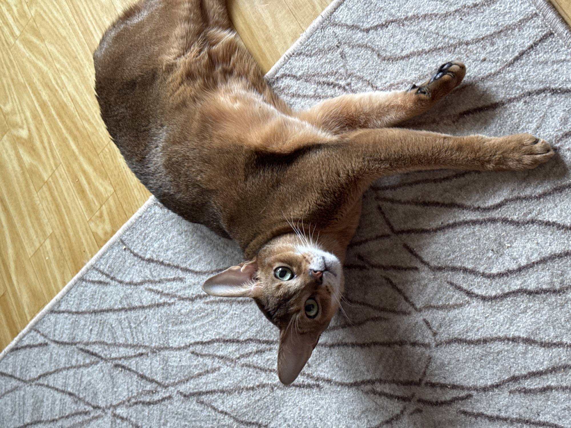 An Abyssinian cat is lying on a light grey rug with a brown line pattern. The rug is on a light-colored wooden floor. The cat is positioned upside down, with its head tilted upwards towards the viewer. Its paws are extended. The location is Chaikovsky, Russia.